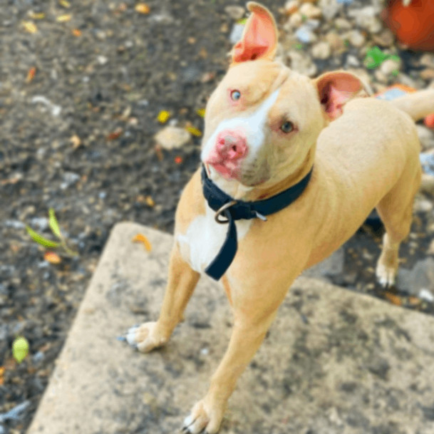 Odin JC, an adoptable Pit Bull Terrier, Mixed Breed in Seattle, WA, 98106 | Photo Image 5