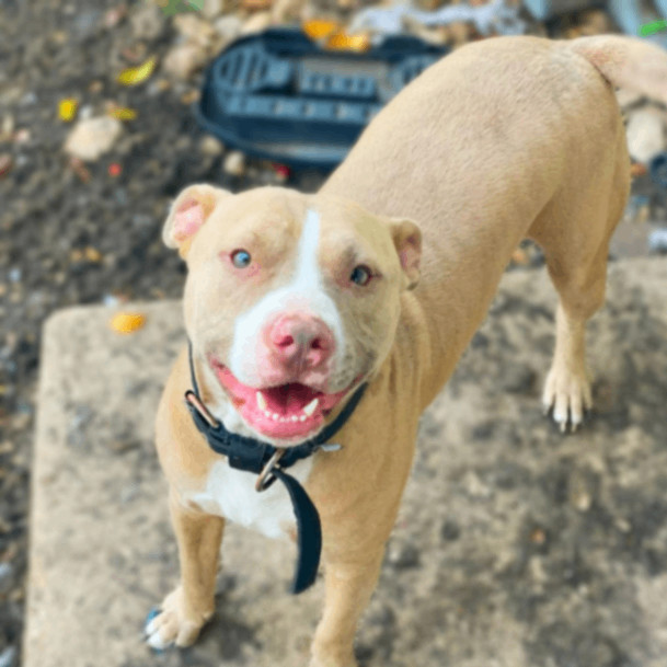 Odin JC, an adoptable Pit Bull Terrier, Mixed Breed in Seattle, WA, 98106 | Photo Image 2