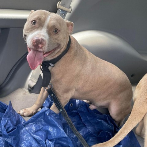 Odin JC, an adoptable Pit Bull Terrier, Mixed Breed in Seattle, WA, 98106 | Photo Image 3