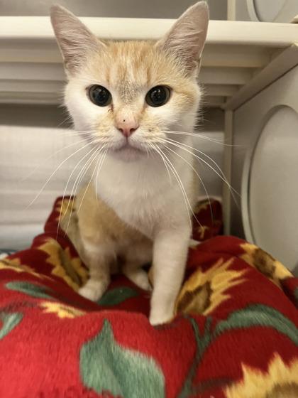 Athena, Adoptable, Young Female Domestic Short Hair & Domestic Short Hair.