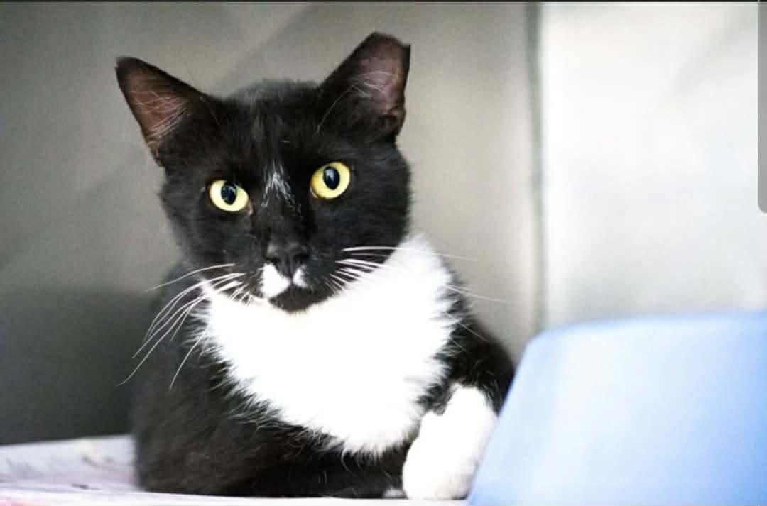 Jafar, Adoptable, Adult Male Domestic Short Hair.