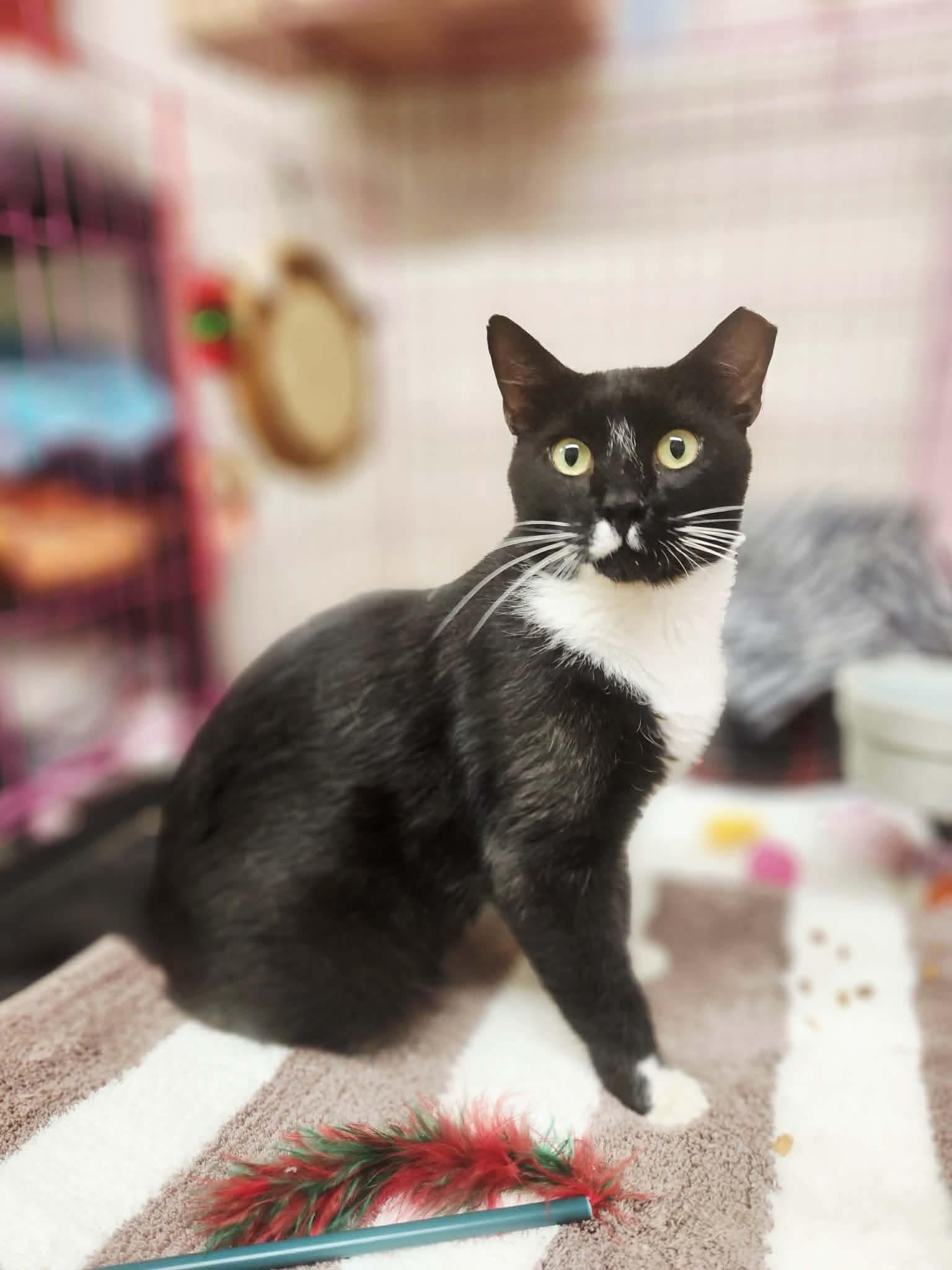 Enlarge Jafar, a Adoptable Domestic Short Hair in Social Circle, GA image 2/2