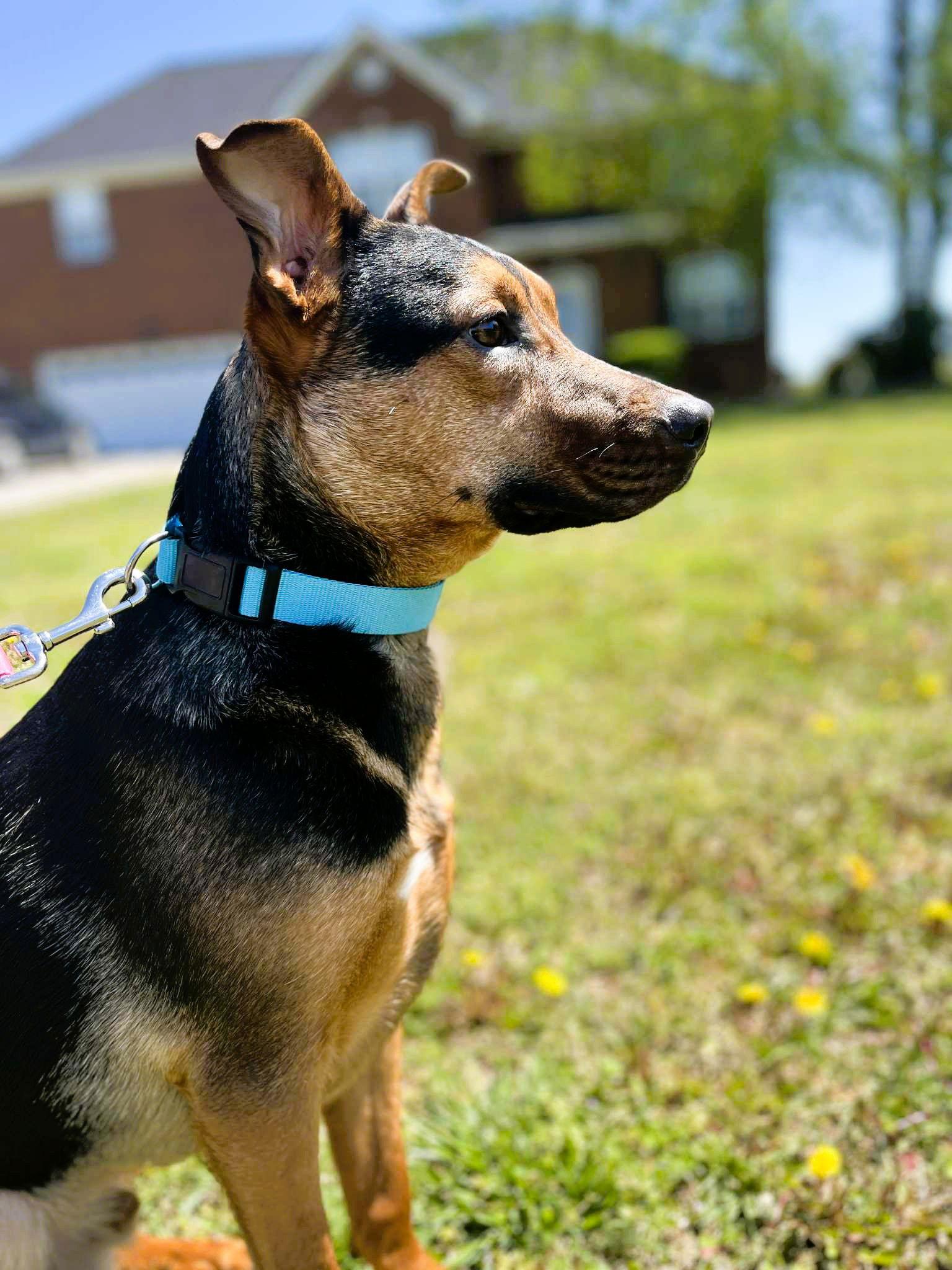 Happy, Adopted, Young Male Shepherd.