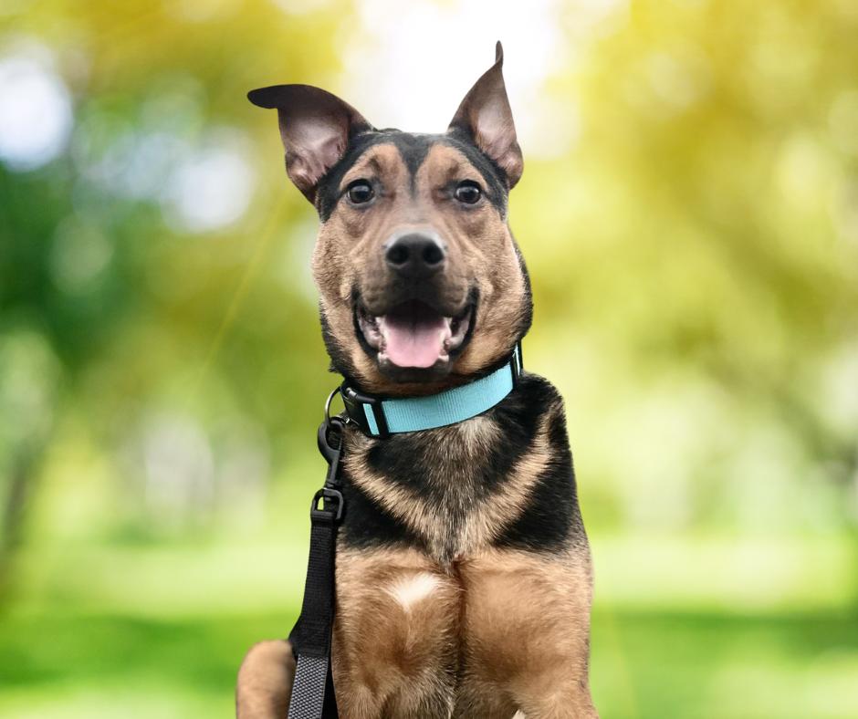 Enlarge Happy, a Adopted Shepherd in Chatsworth, GA image 2/2
