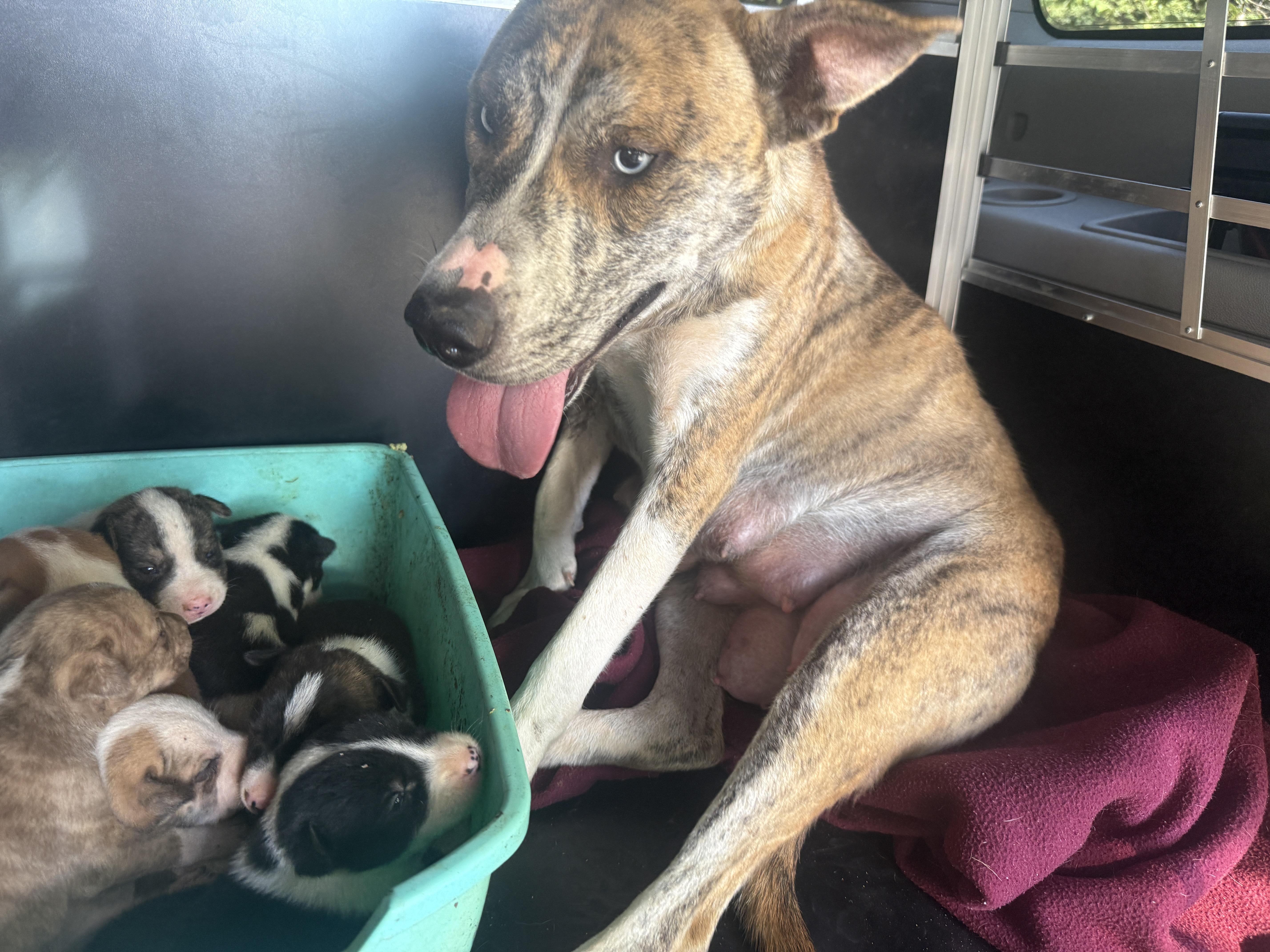 Enlarge Dina, a Adoptable mixed breed in Erin, TN image 3/6