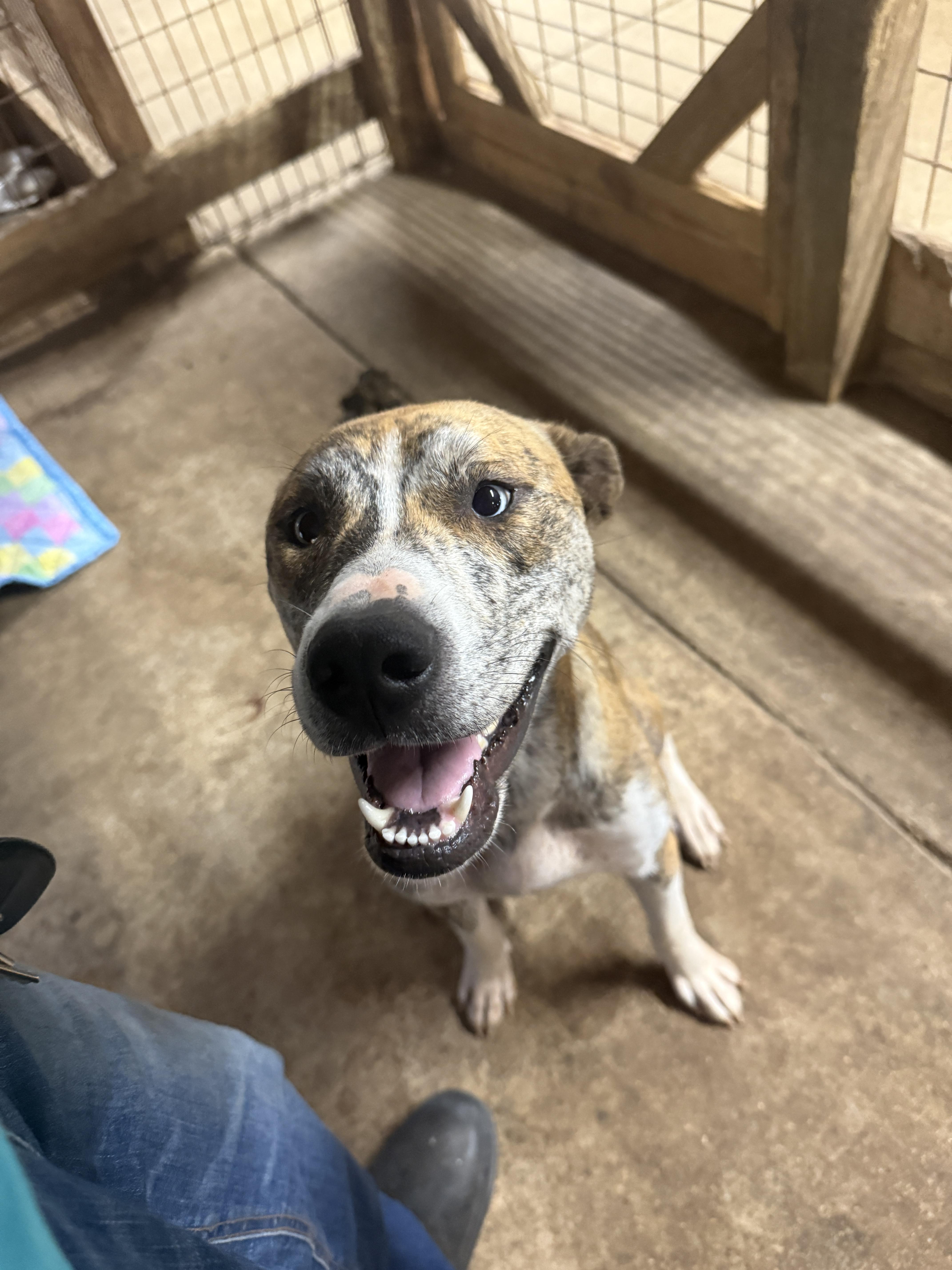 Enlarge Dina, a Adoptable mixed breed in Erin, TN image 5/6