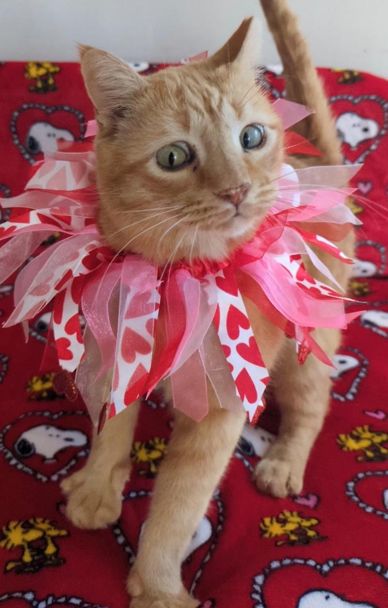 Bali, Adopted, Adult Male Tabby.