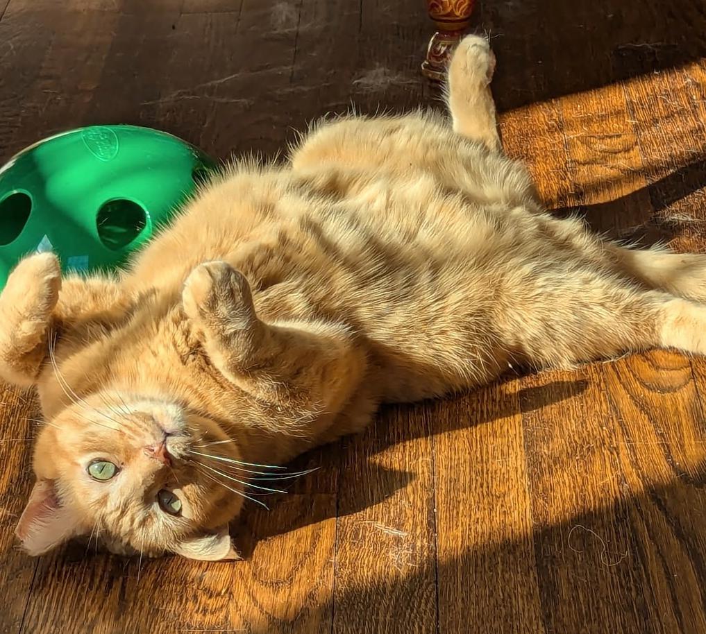 Enlarge Bali, a Adopted Tabby in Decatur, GA image 3/3