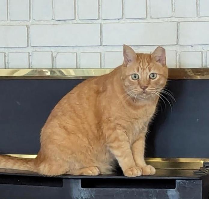 Enlarge Bali, a Adopted Tabby in Decatur, GA image 3/3