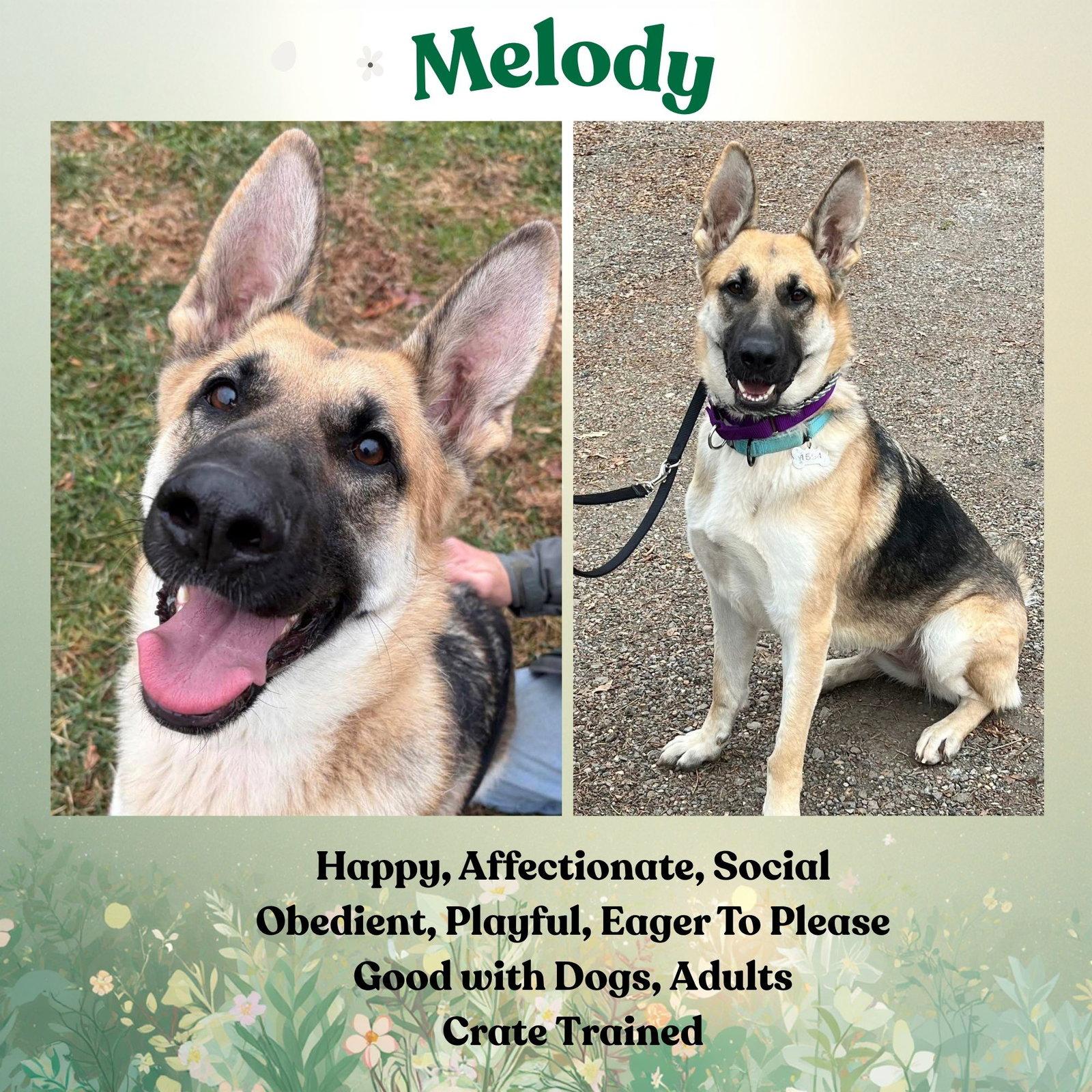 Enlarge Melody, a Adoptable German Shepherd Dog in Baltimore, MD image 1/3