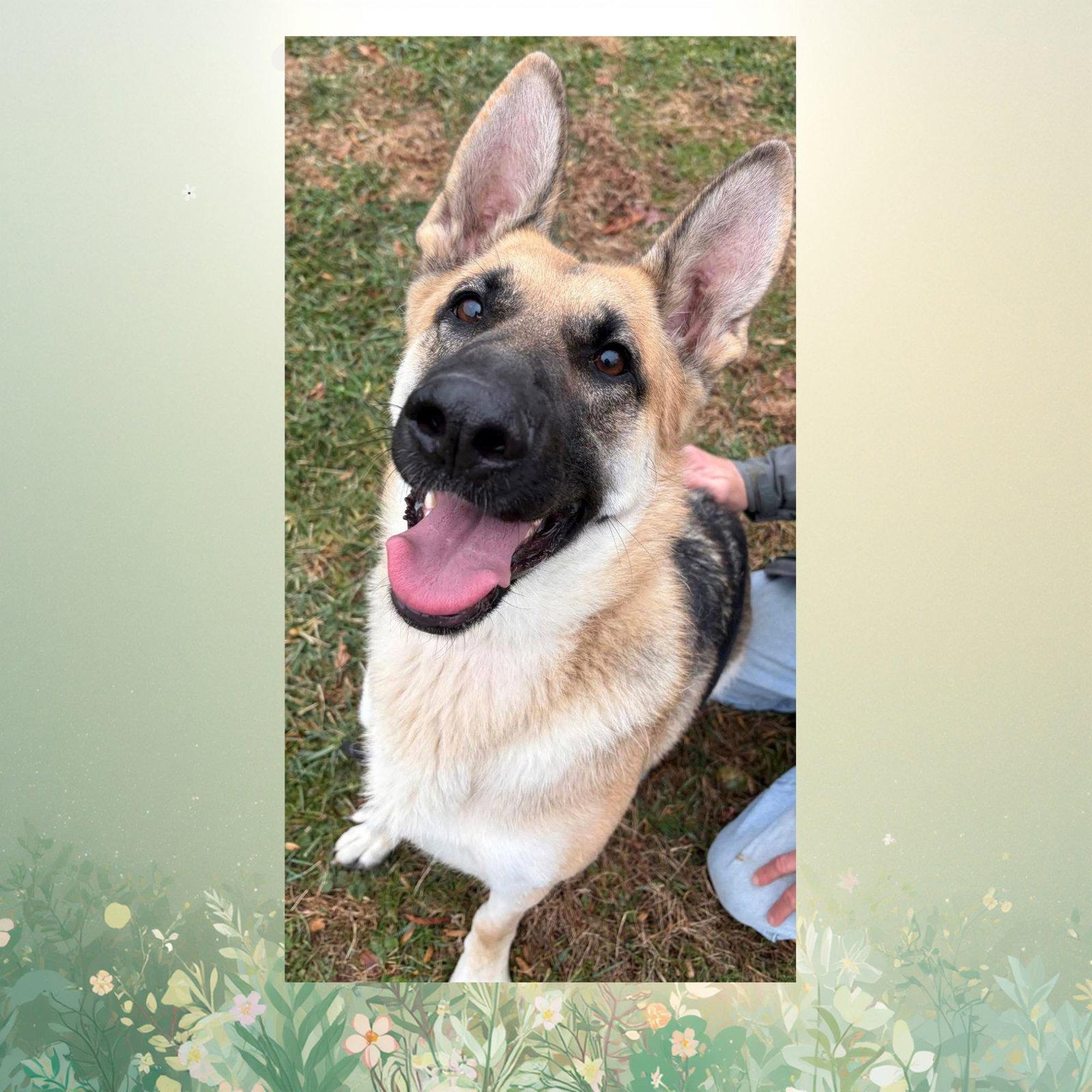 Melody, Adoptable, Young Female German Shepherd Dog.