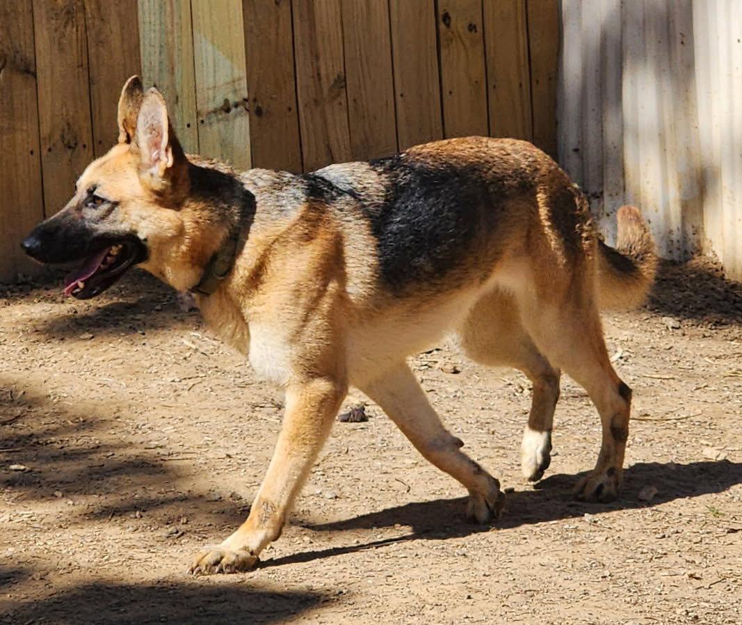 Melody, Adoptable, Young Female German Shepherd Dog.