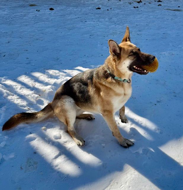 Enlarge Melody, a Adoptable German Shepherd Dog in Baltimore, MD image 1/3