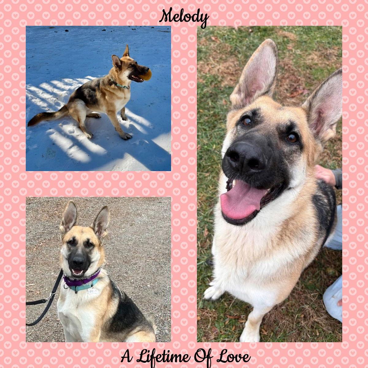Melody, Adoptable, Young Female German Shepherd Dog.