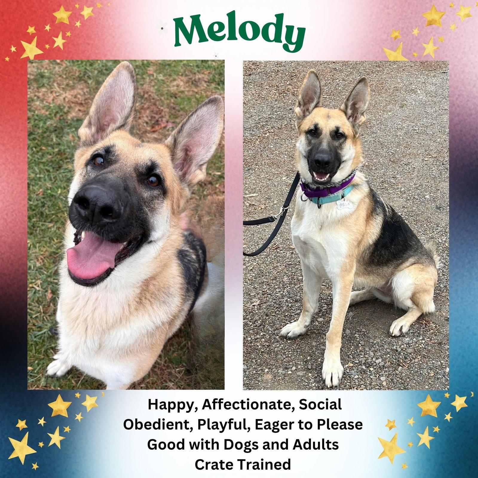 Melody, a Adoptable German Shepherd Dog in Baltimore, MD image 2/3