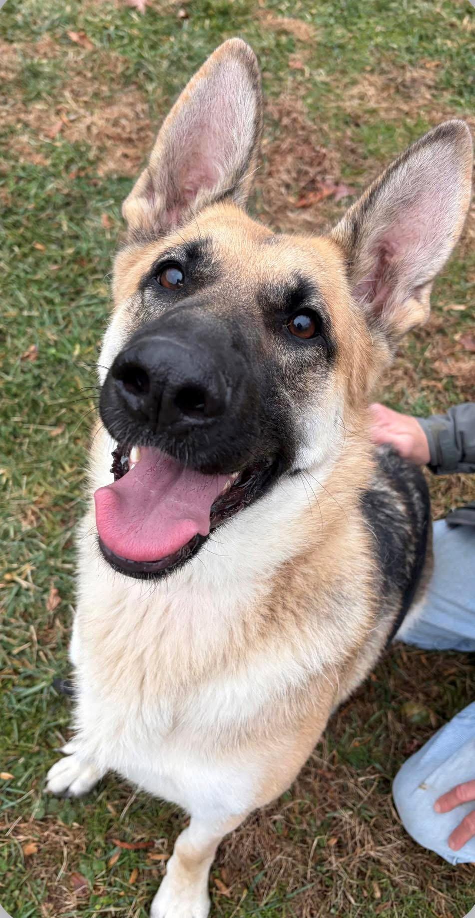 Melody, a Adoptable German Shepherd Dog in Baltimore, MD image 3/3