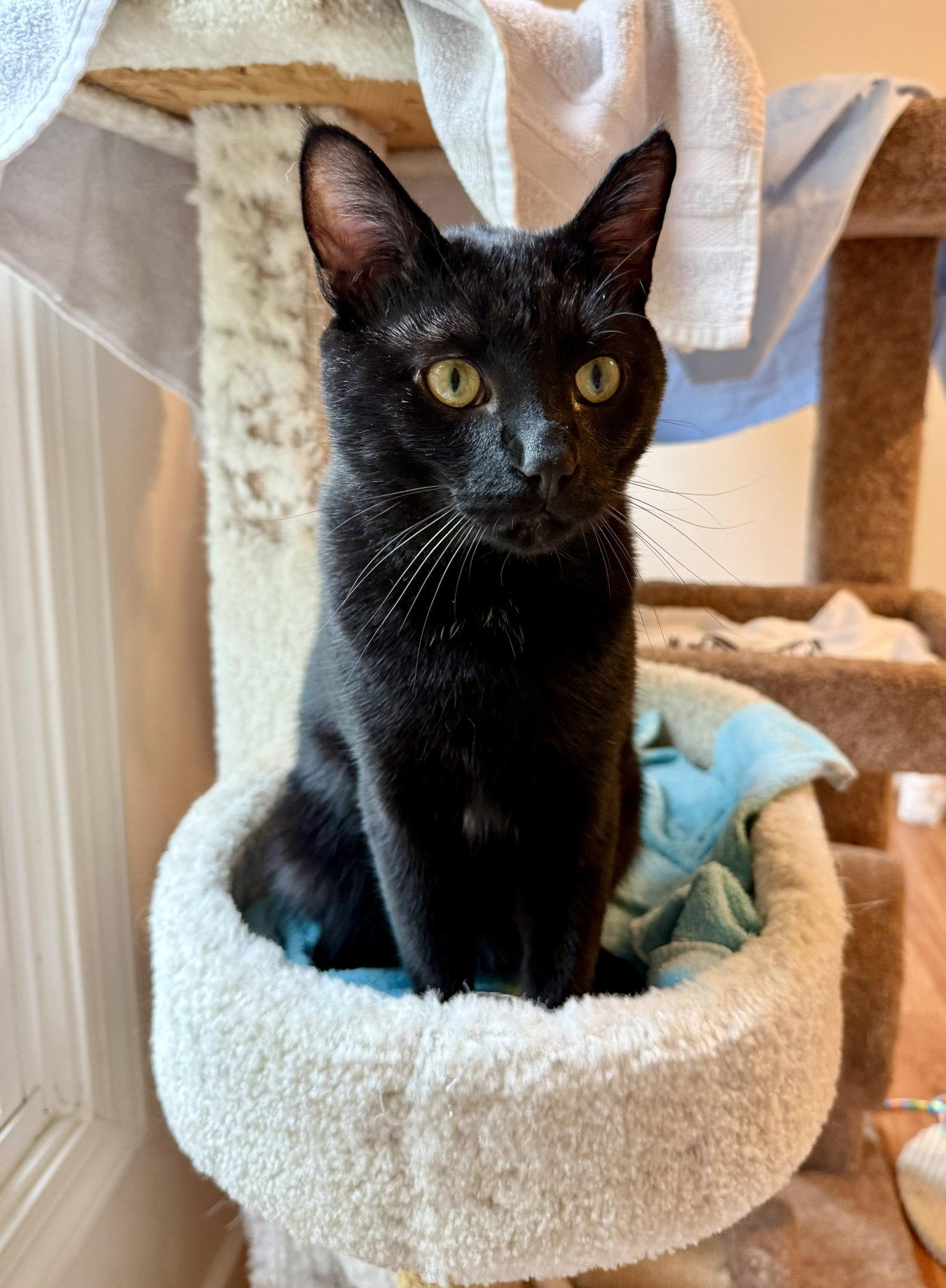 Enlarge Charlie - FIV+, a Adoptable Domestic Short Hair in Reston, VA image 2/3