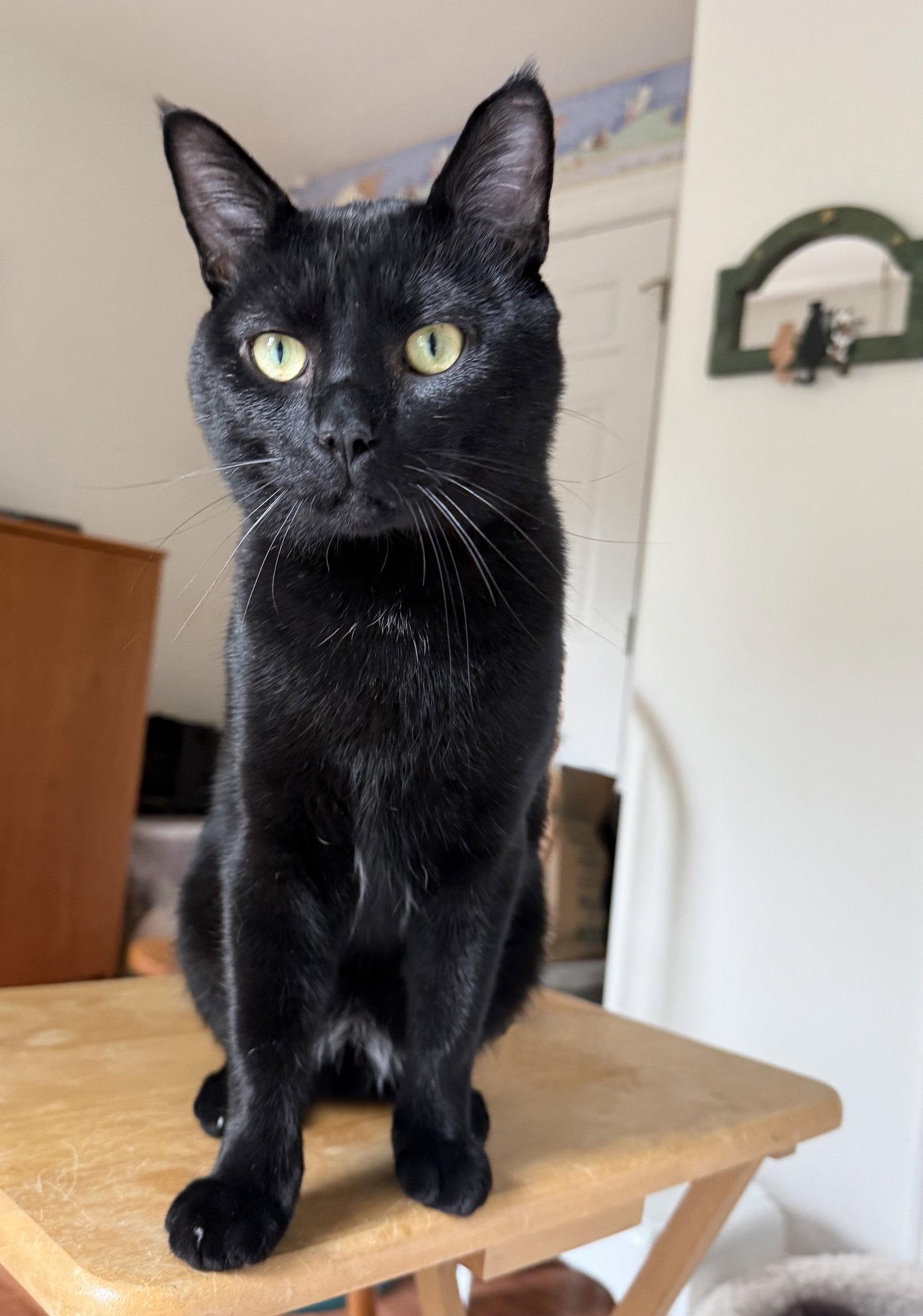 Charlie - FIV+, Adoptable, Young Male Domestic Short Hair.