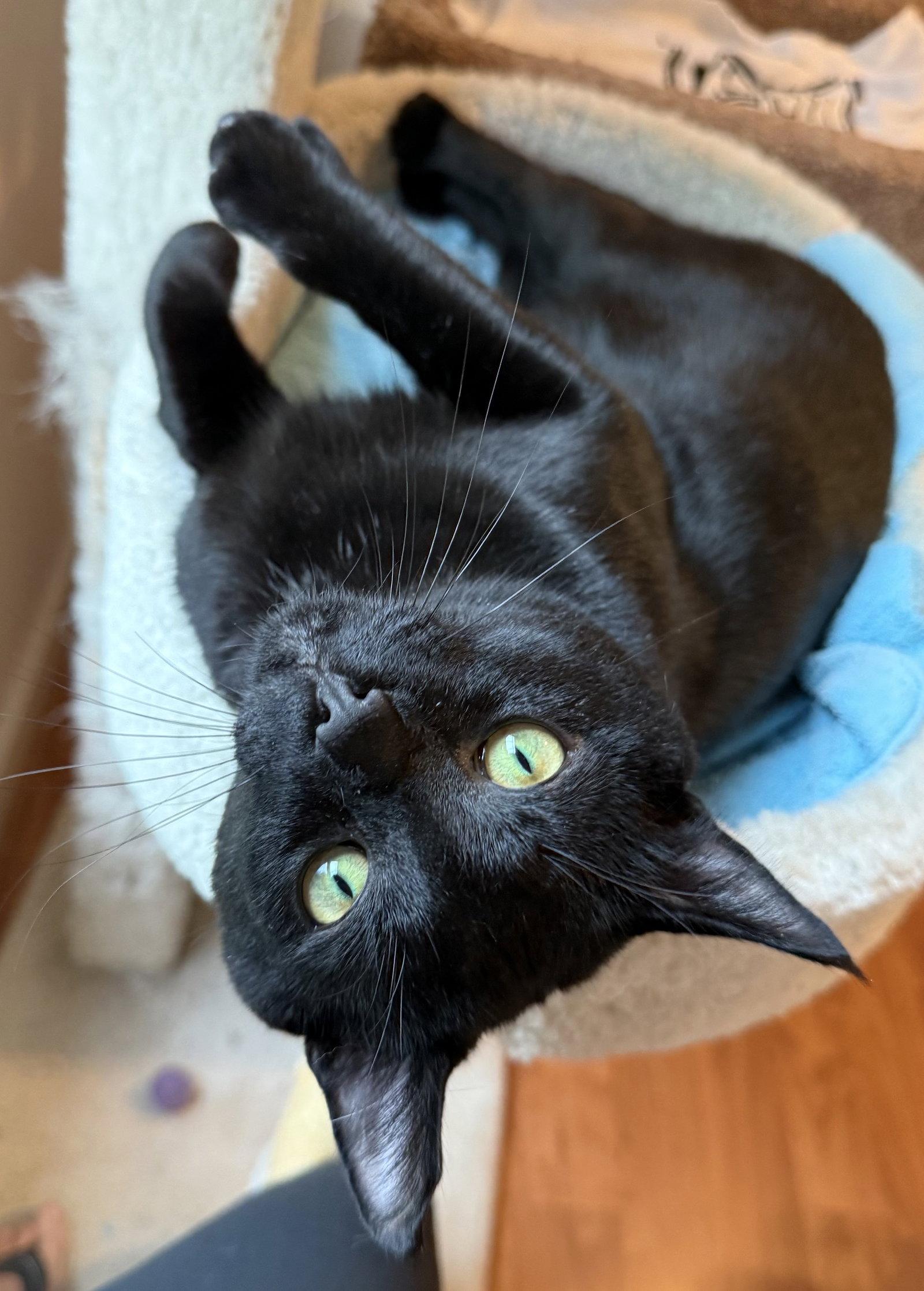 Enlarge Charlie - FIV+, a Adoptable Domestic Short Hair in Reston, VA image 3/3
