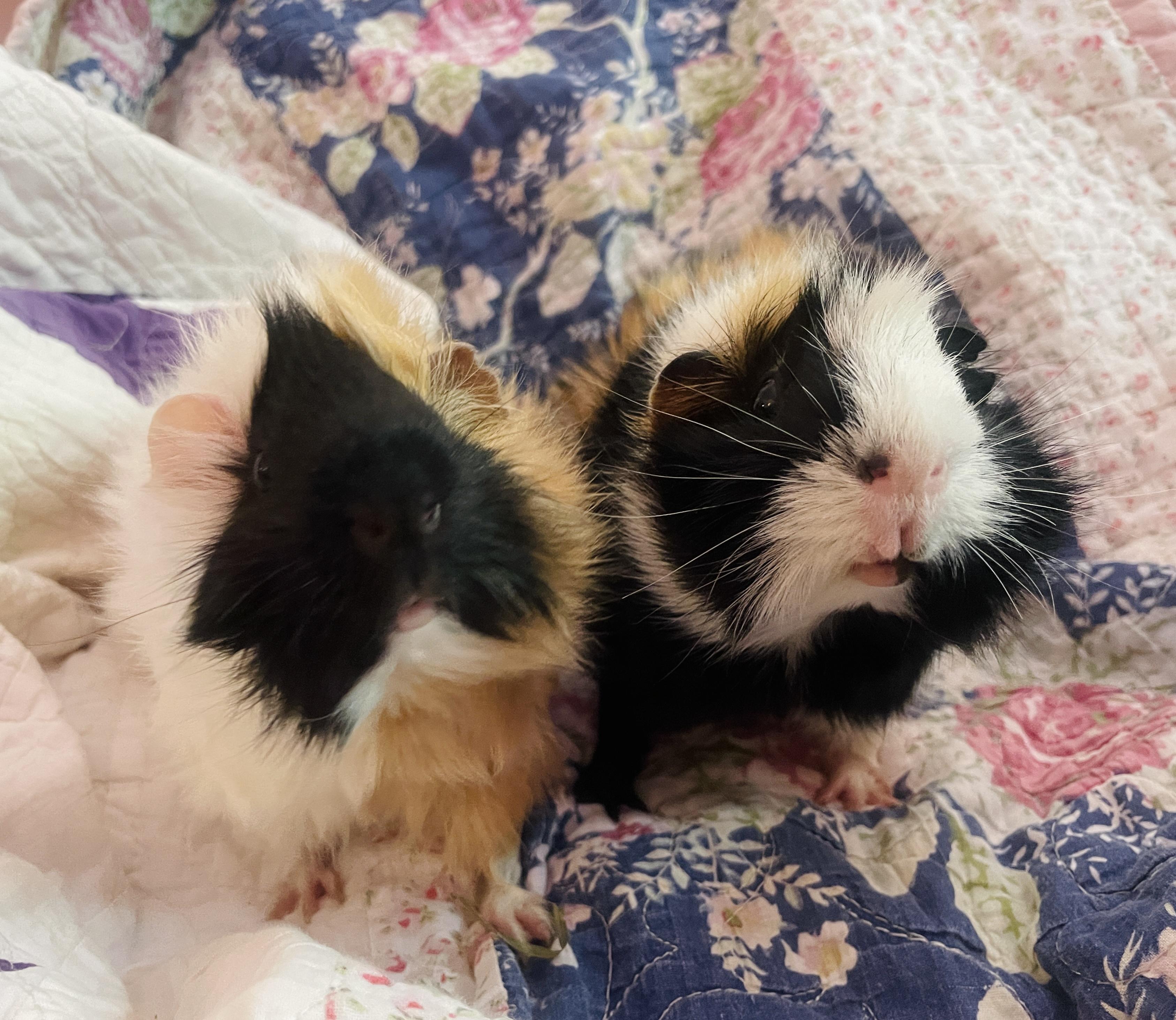 Enlarge Velvet and Dottie, an adoption pending Guinea Pig in Santa Monica, CA image 2/5