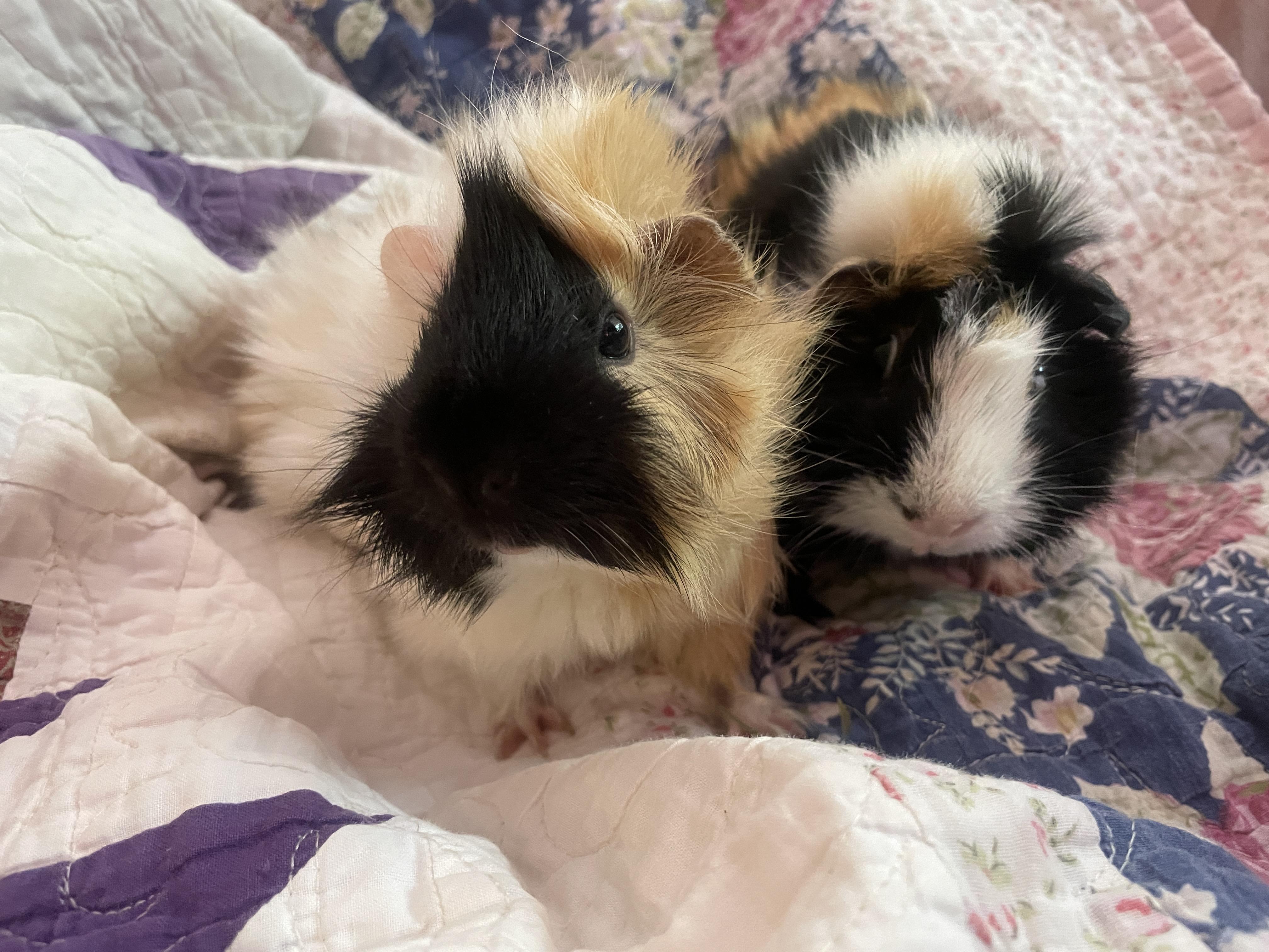 Enlarge Velvet and Dottie, an adoption pending Guinea Pig in Santa Monica, CA image 5/5