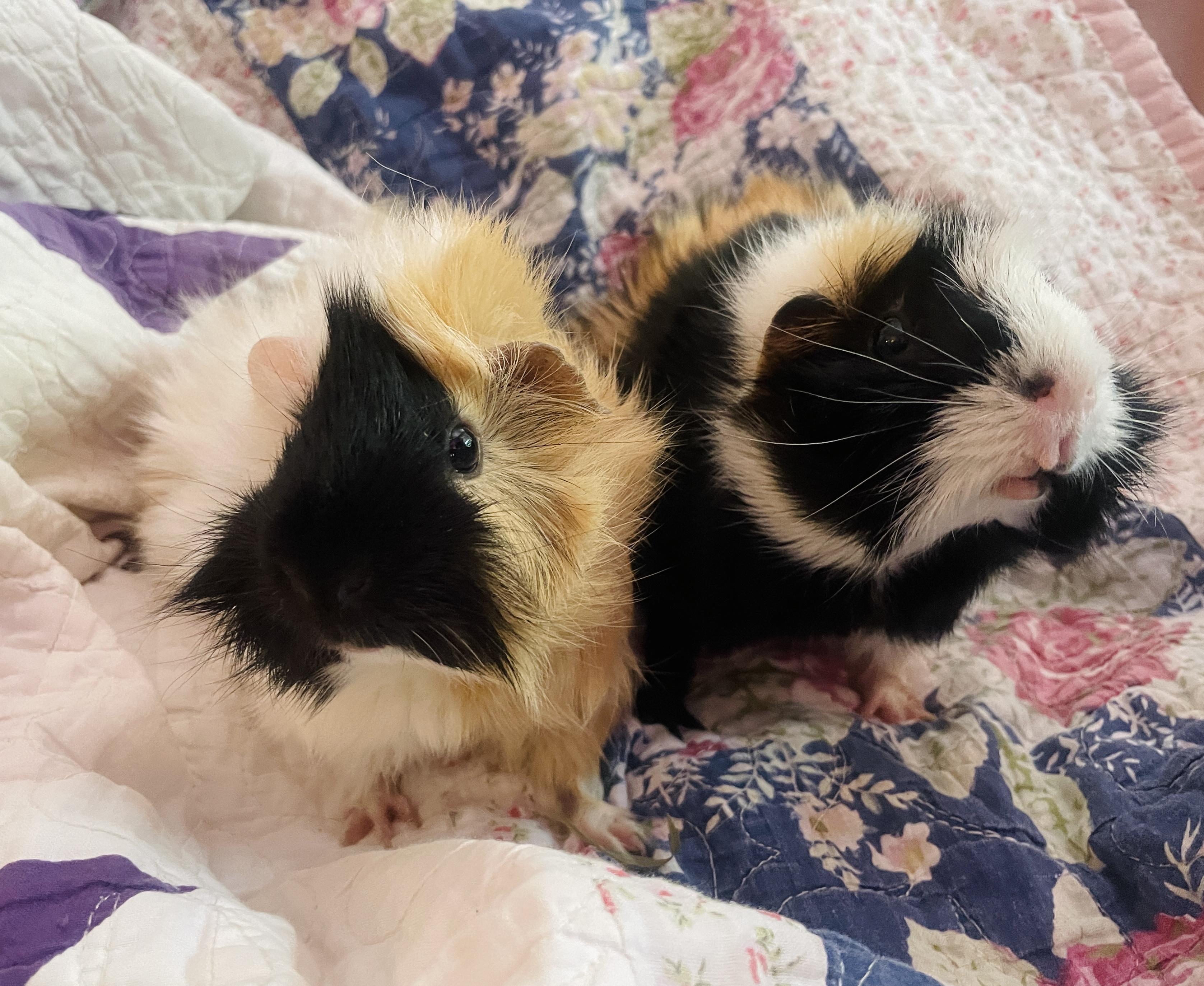 Enlarge Velvet and Dottie, an adoption pending Guinea Pig in Santa Monica, CA image 1/5