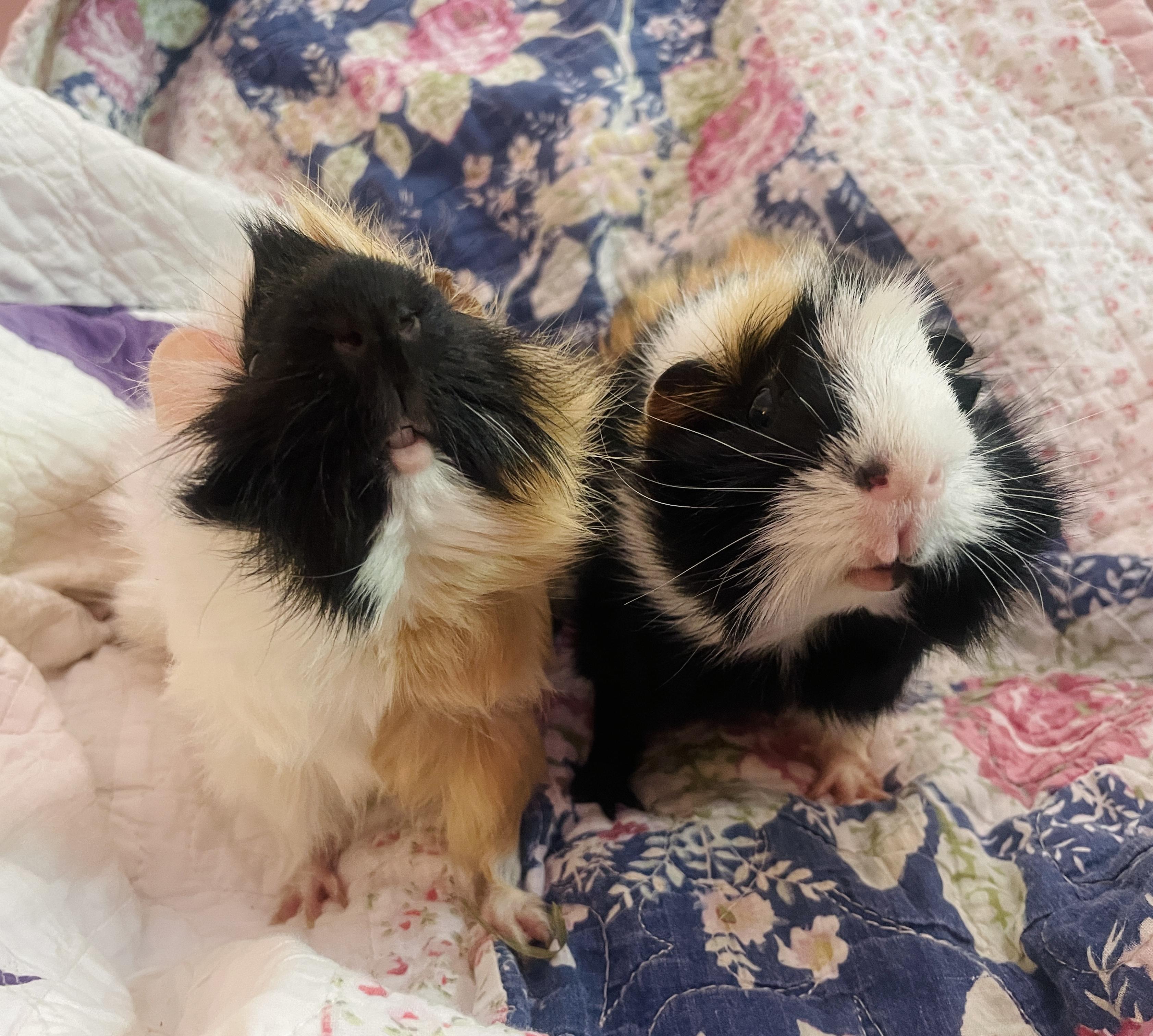 Enlarge Velvet and Dottie, an adoption pending Guinea Pig in Santa Monica, CA image 4/5