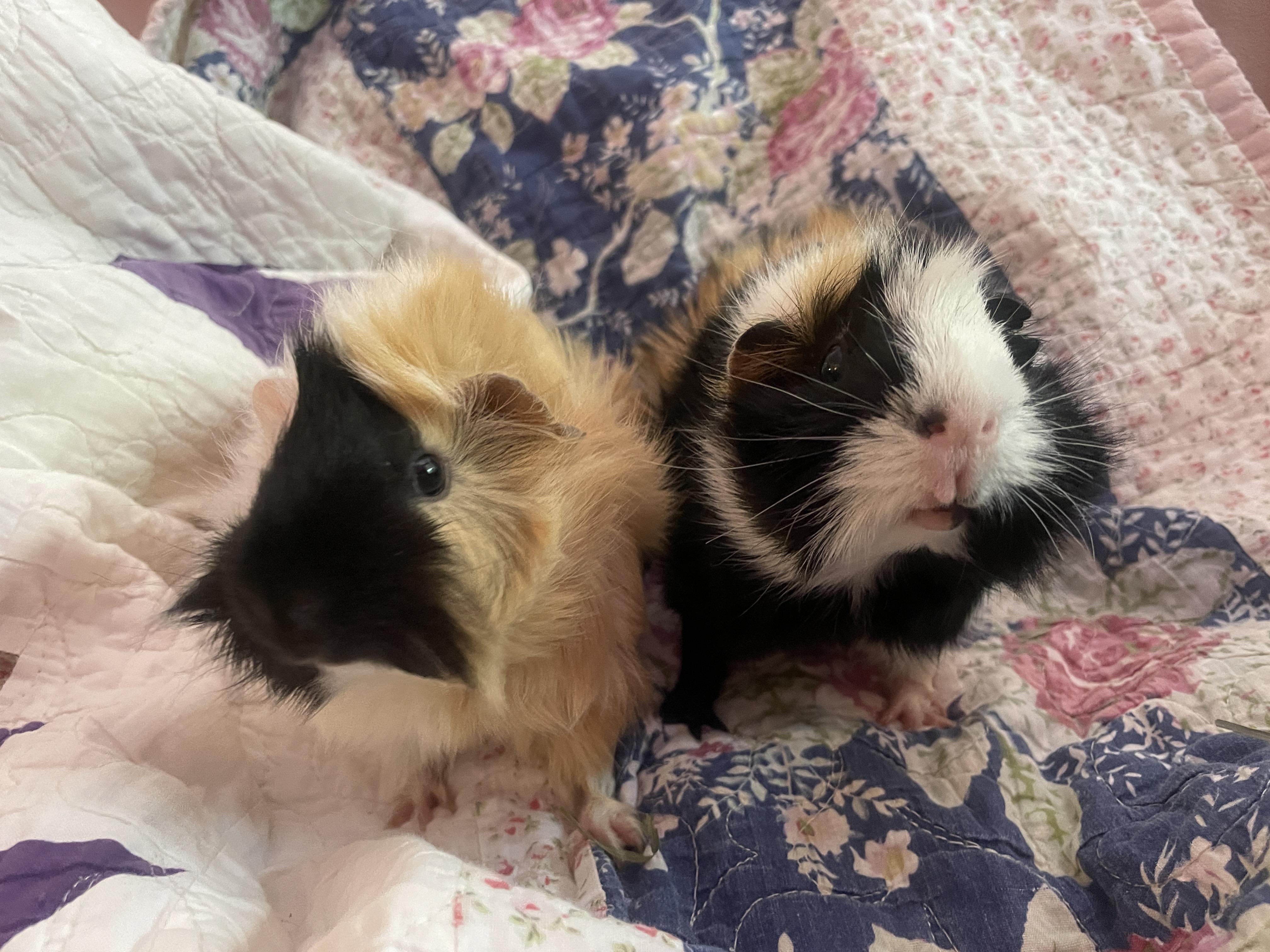 Enlarge Velvet and Dottie, an adoption pending Guinea Pig in Santa Monica, CA image 3/5