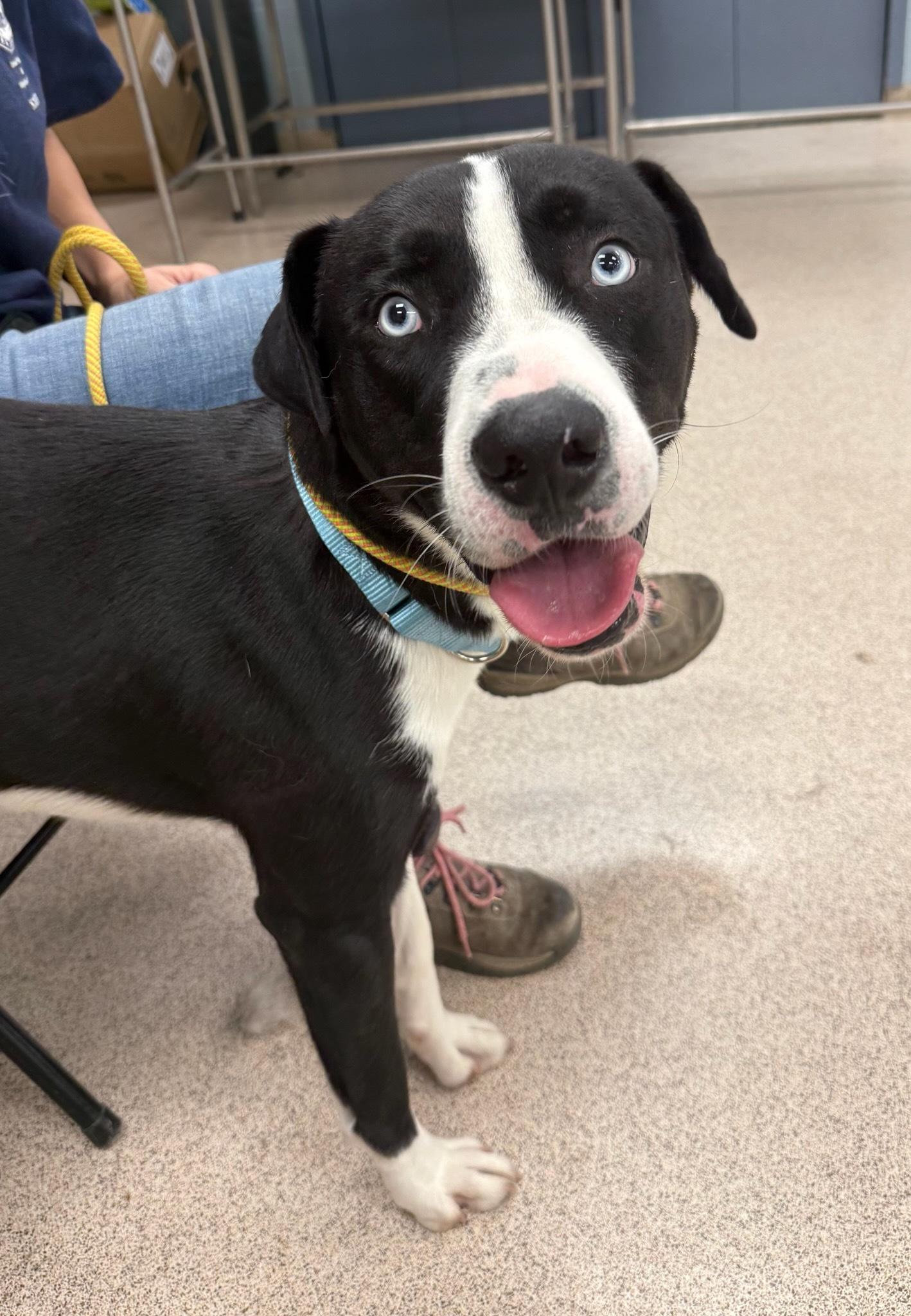 Tommy, an adoptable Labrador Retriever & Husky Mix in Teterboro, NJ_image-1