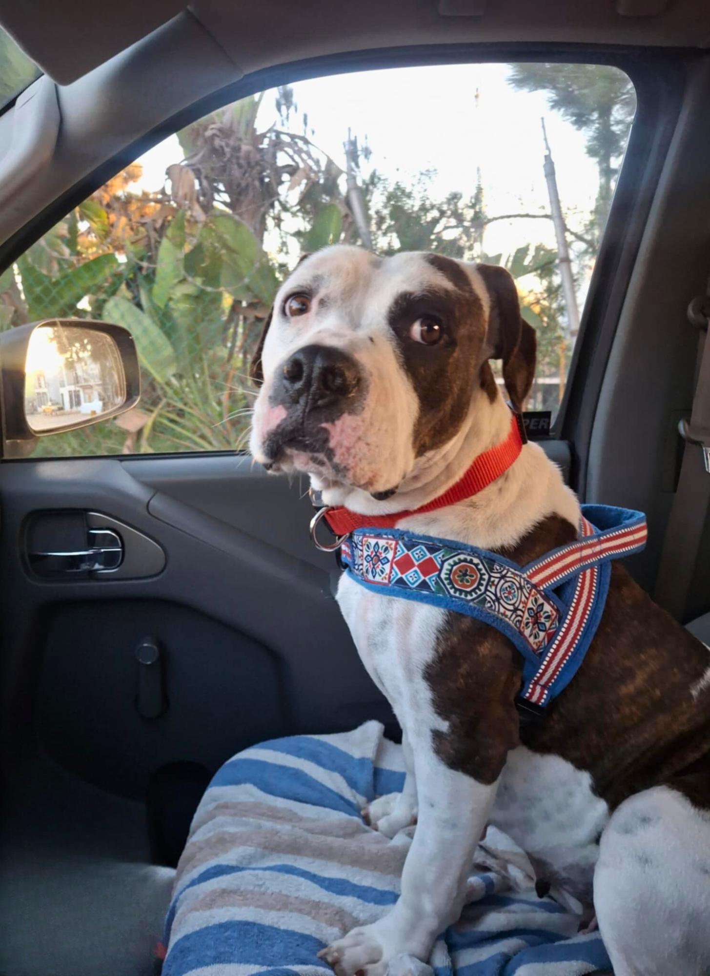 Enlarge Mochaccina, a ADOPTABLE mixed breed in Encinitas, CA image 2/6