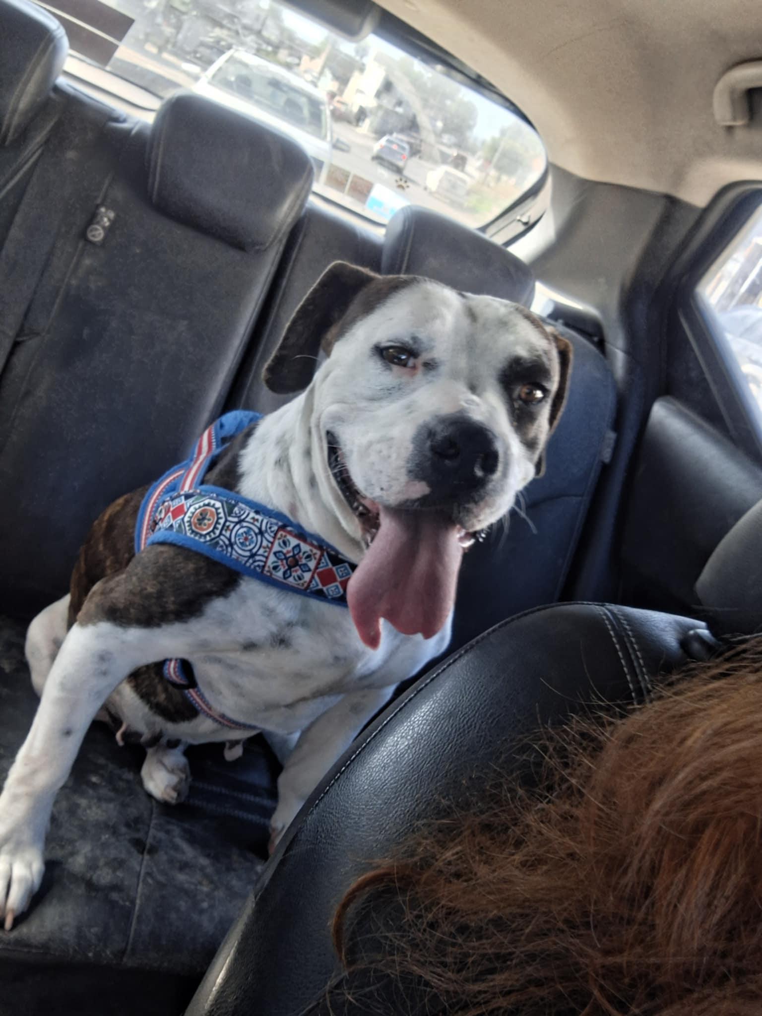 Enlarge Mochaccina, a ADOPTABLE mixed breed in Encinitas, CA image 4/6