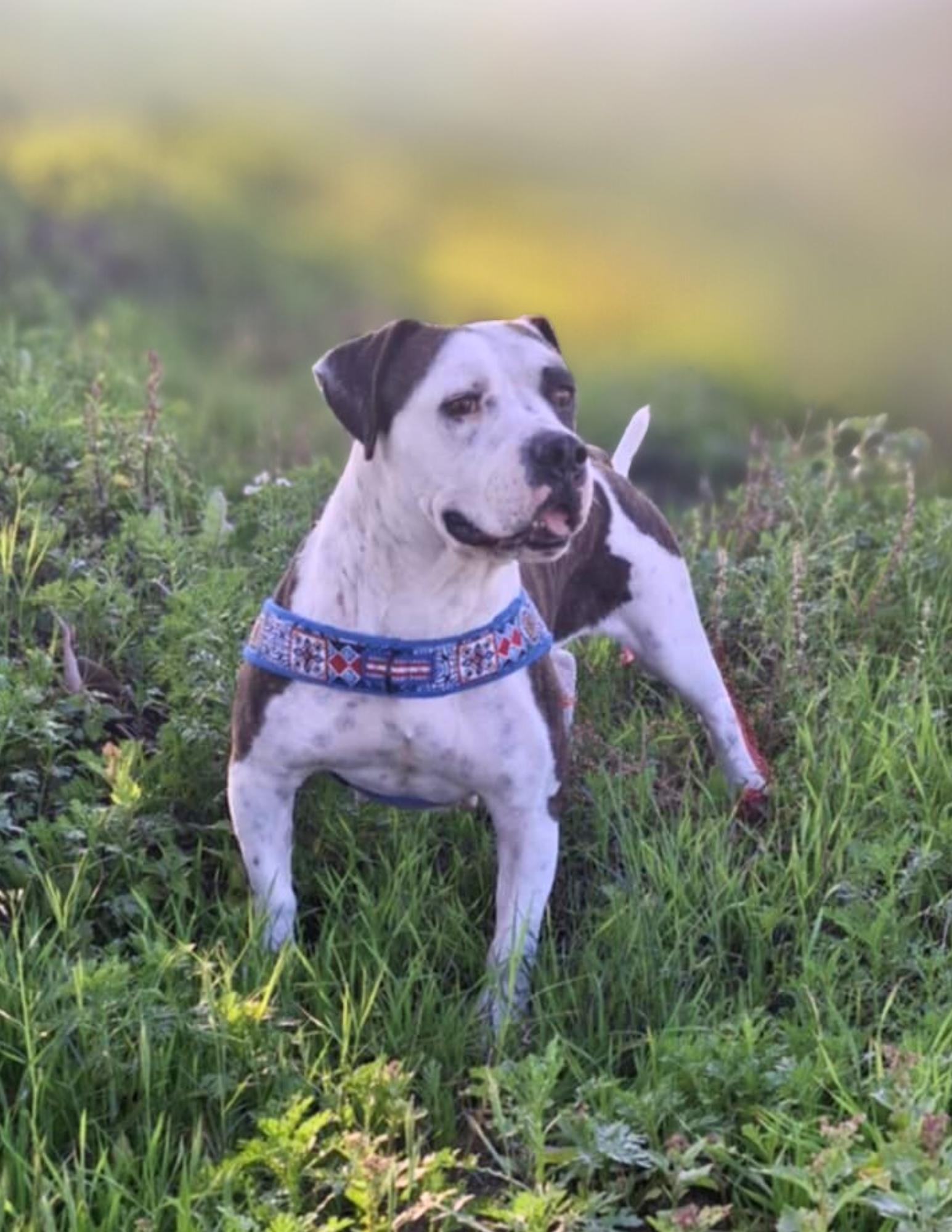 Enlarge Mochaccina, a ADOPTABLE mixed breed in Encinitas, CA image 5/6