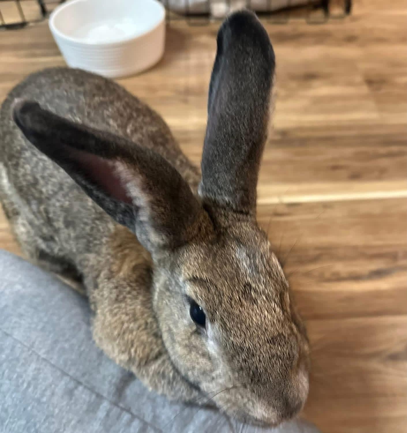 Enlarge Big Bertha , a ADOPTABLE New Zealand in St. Charles, MO image 2/3