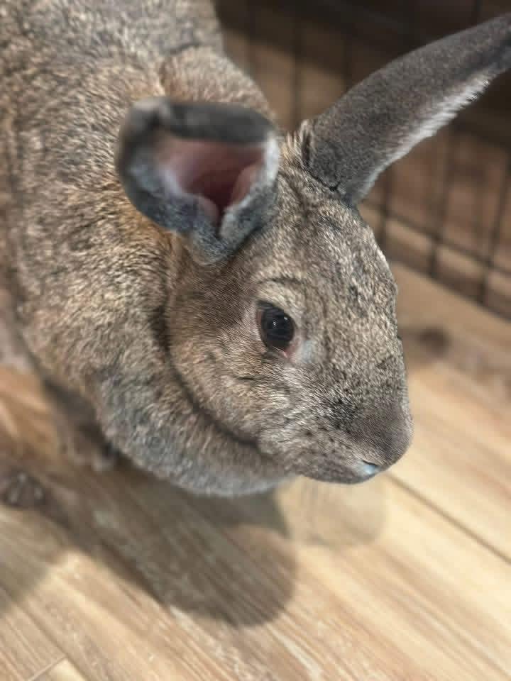 Enlarge Big Bertha , a ADOPTABLE New Zealand in St. Charles, MO image 3/3