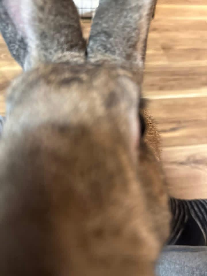 Big Bertha , ADOPTABLE, Adult Female New Zealand.