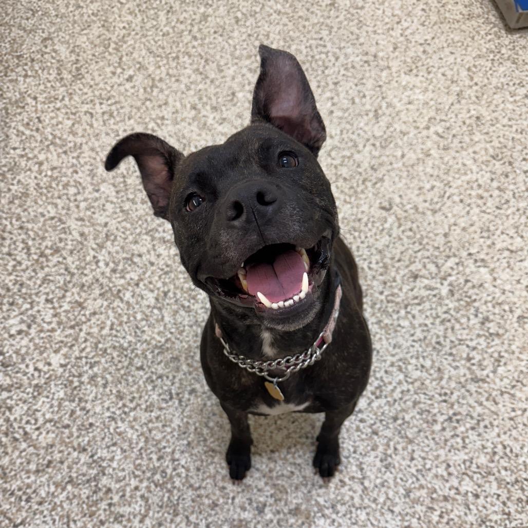 Asha, Adoptable, Adult Female Mixed Breed.