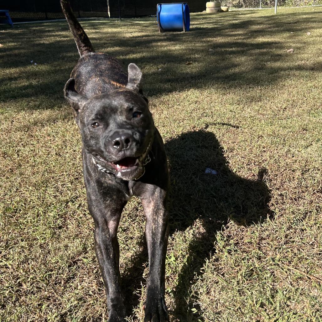 Enlarge Asha, a Adoptable Mixed Breed in Auburn, AL image 2/6