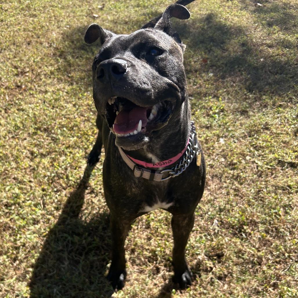 Enlarge Asha, a Adoptable Mixed Breed in Auburn, AL image 3/6