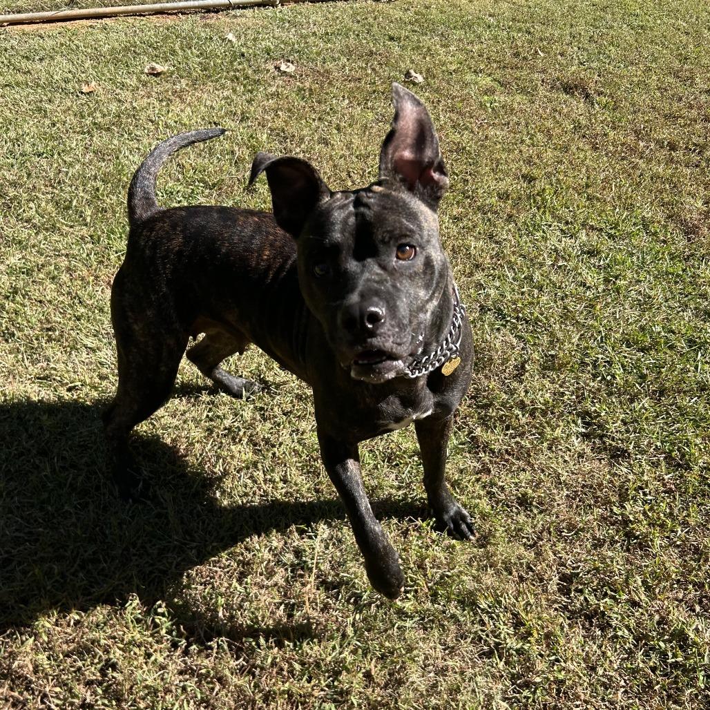 Enlarge Asha, a Adoptable Mixed Breed in Auburn, AL image 4/6