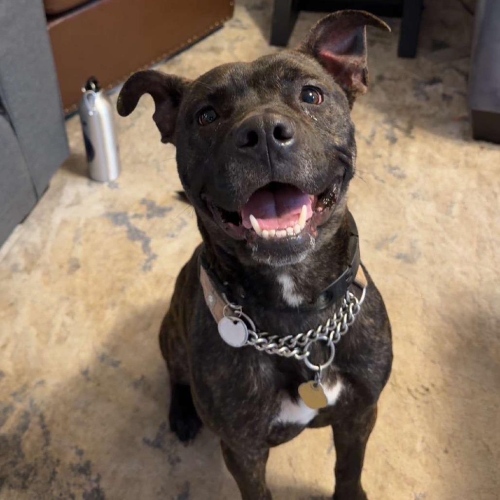 Enlarge Asha, a Adoptable Mixed Breed in Auburn, AL image 5/6