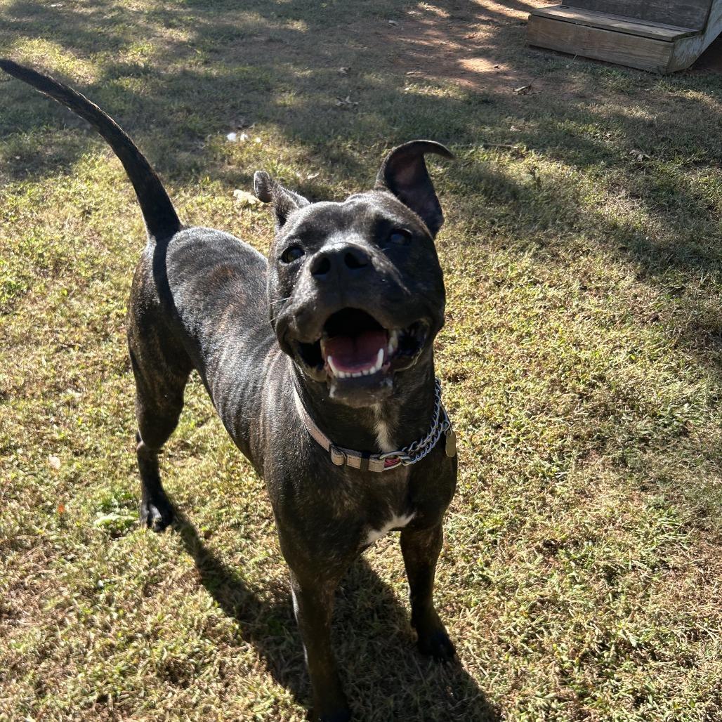 Enlarge Asha, a Adoptable Mixed Breed in Auburn, AL image 6/6