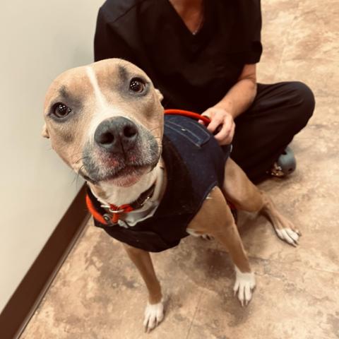 Honey, Adoptable, Adult Female Pit Bull Terrier.