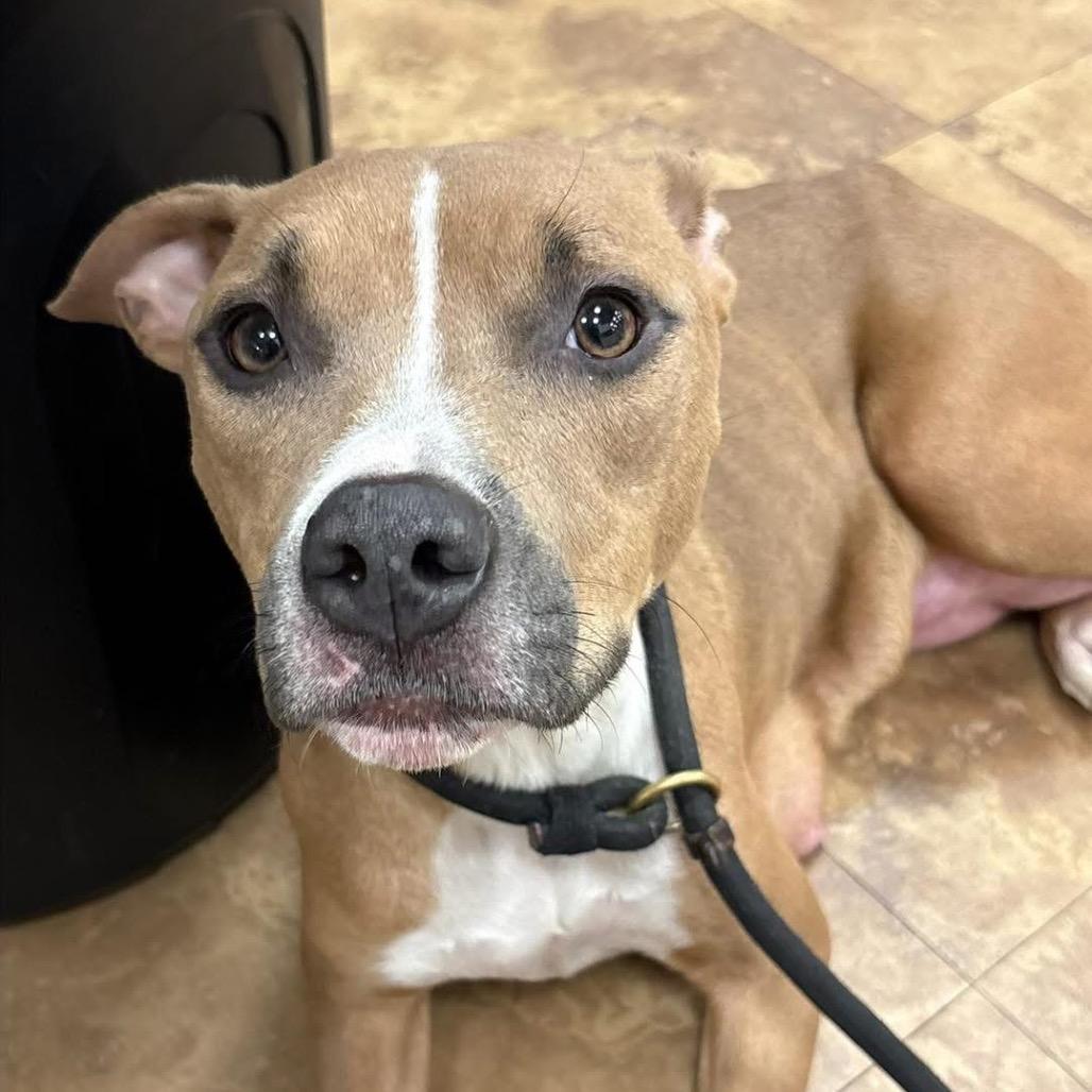 Enlarge Honey, a Adoptable Pit Bull Terrier in Northville, MI image 2/2