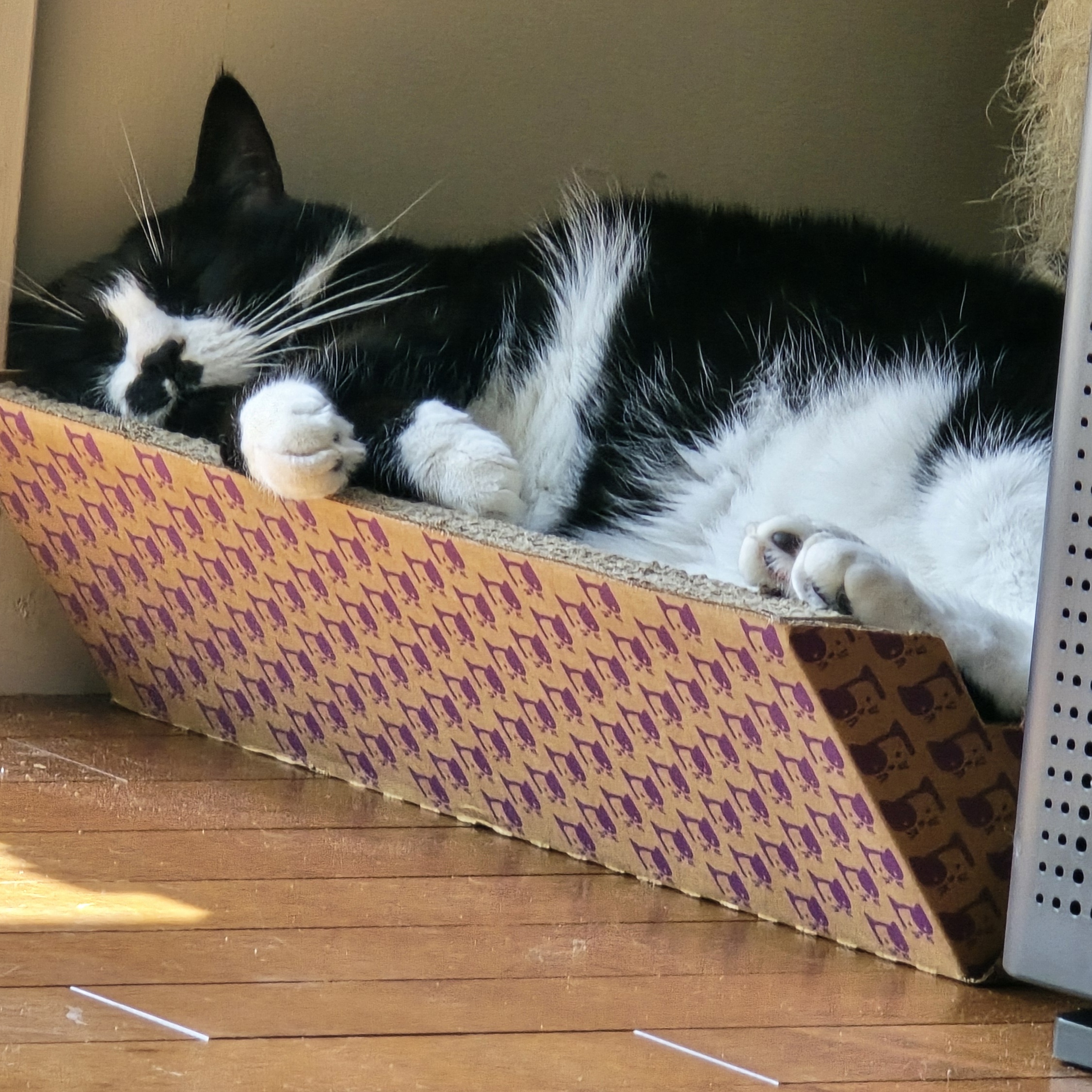 Oreo Too, a Adopted mixed breed in FITCHBURG, MA image 1/6