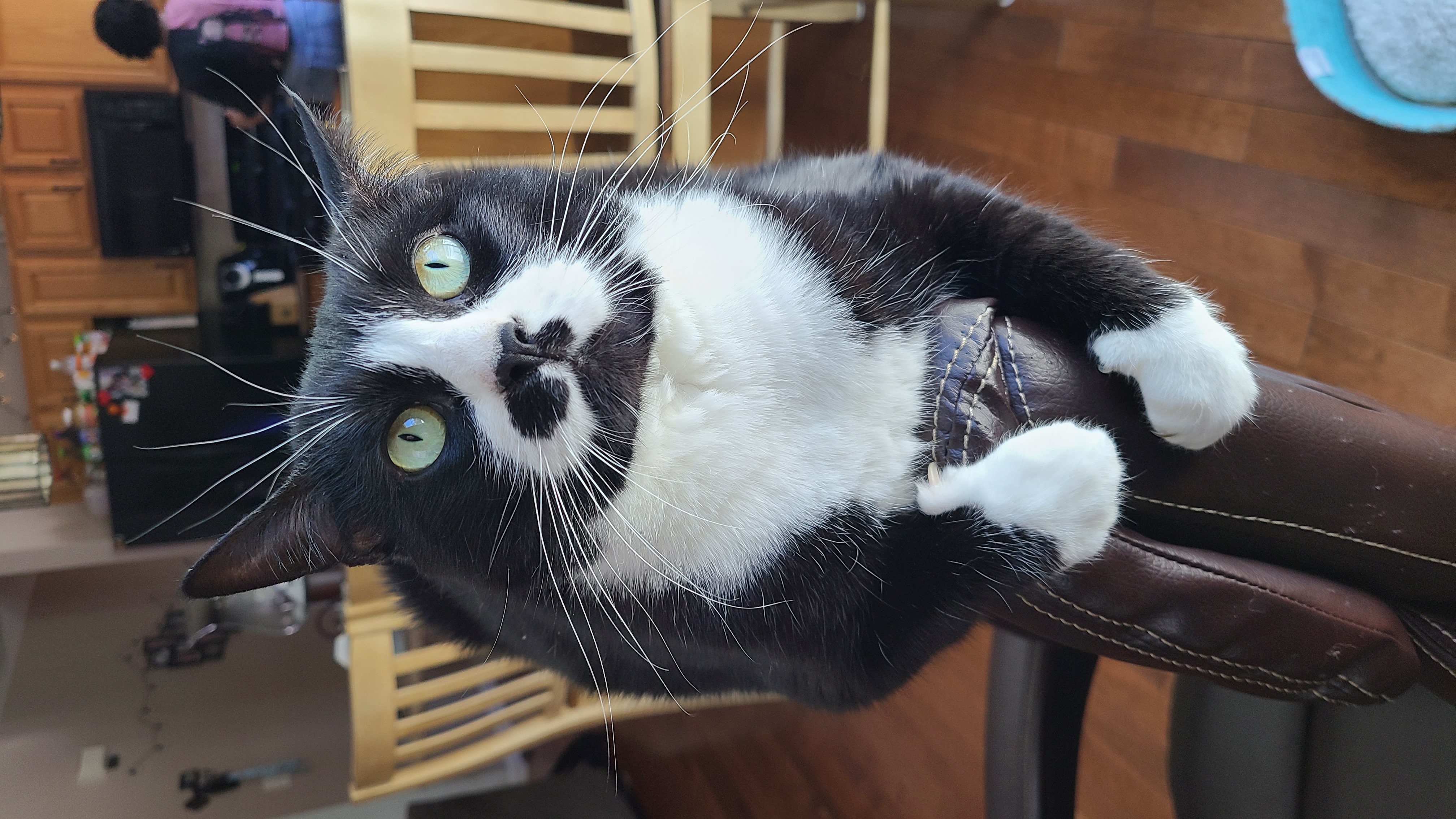 Oreo Too, a Adopted mixed breed in FITCHBURG, MA image 3/6