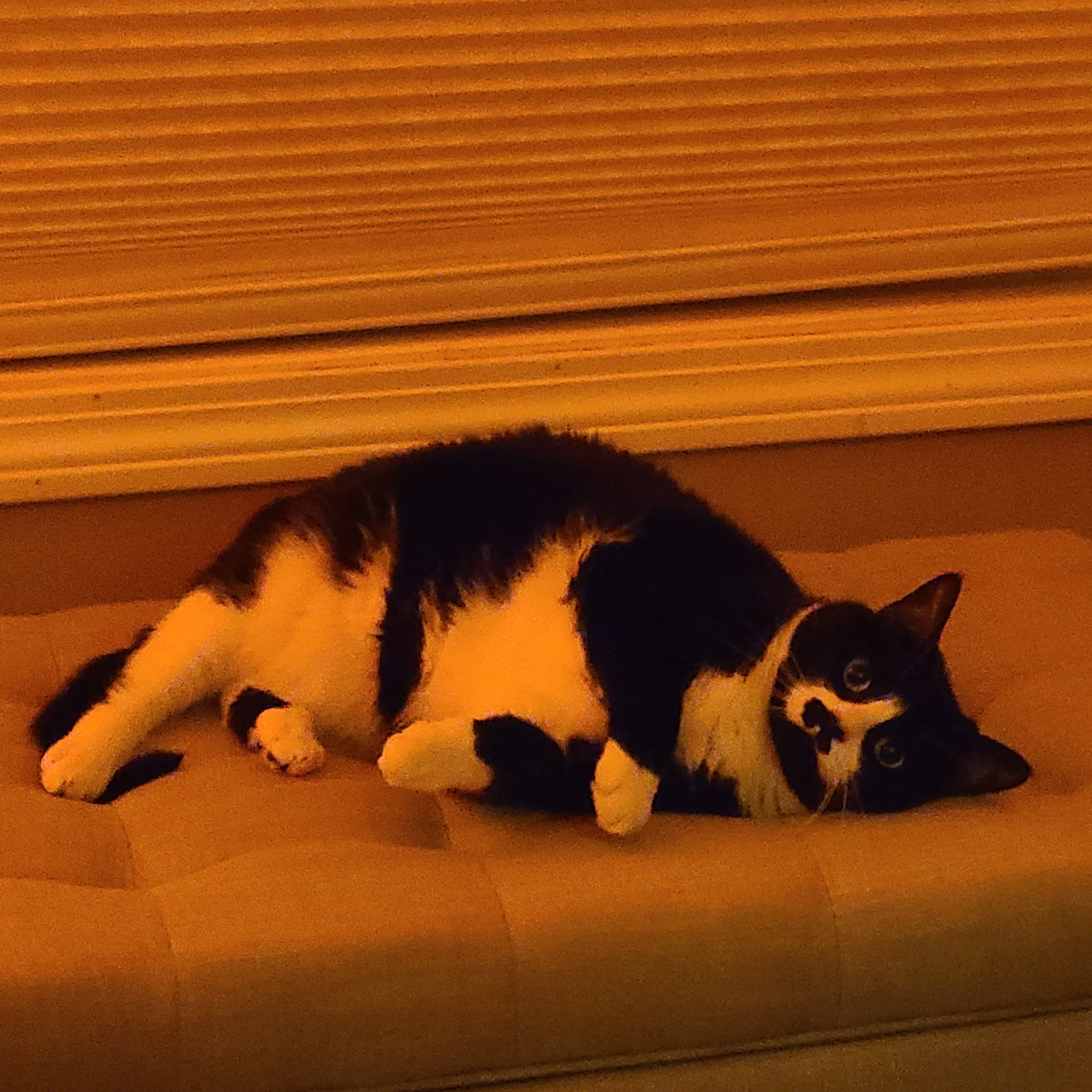 Oreo Too, a Adopted mixed breed in FITCHBURG, MA image 4/6