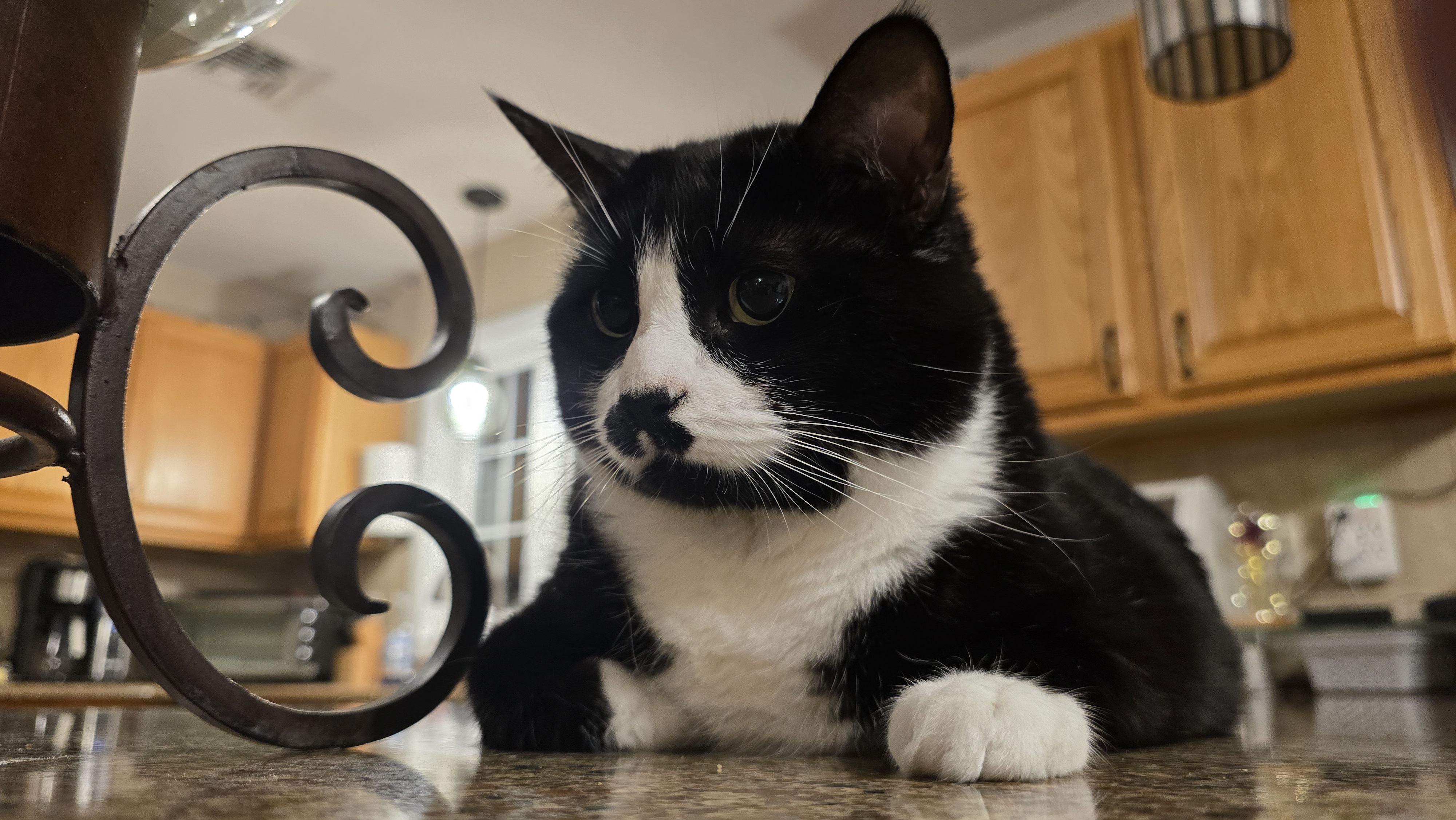 Oreo Too, a Adopted mixed breed in FITCHBURG, MA image 6/6