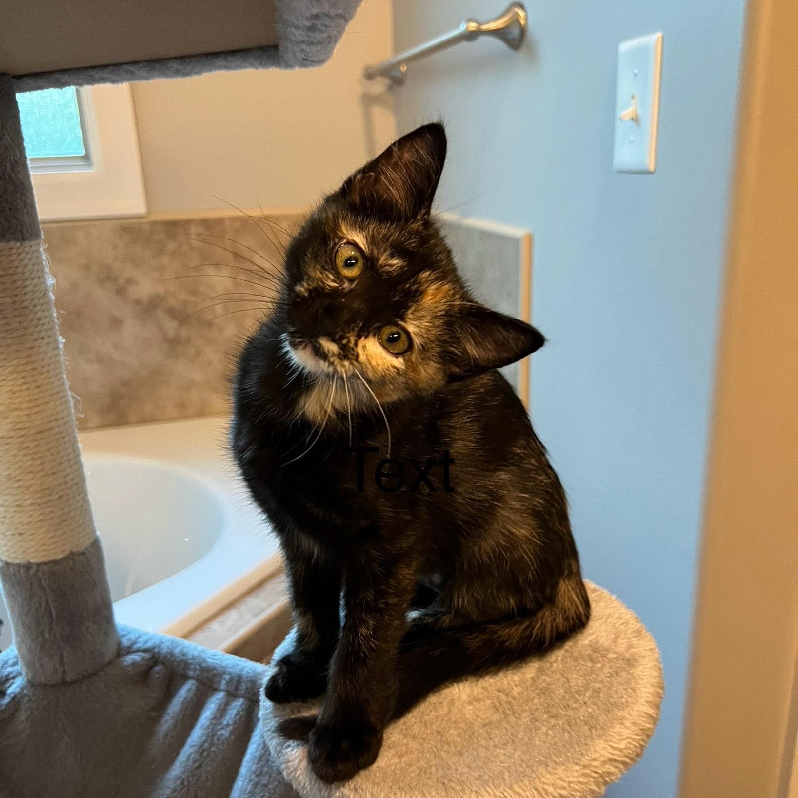 Enlarge Trixie -CC Omaha, a Adoptable mixed breed in Omaha, NE image 1/2