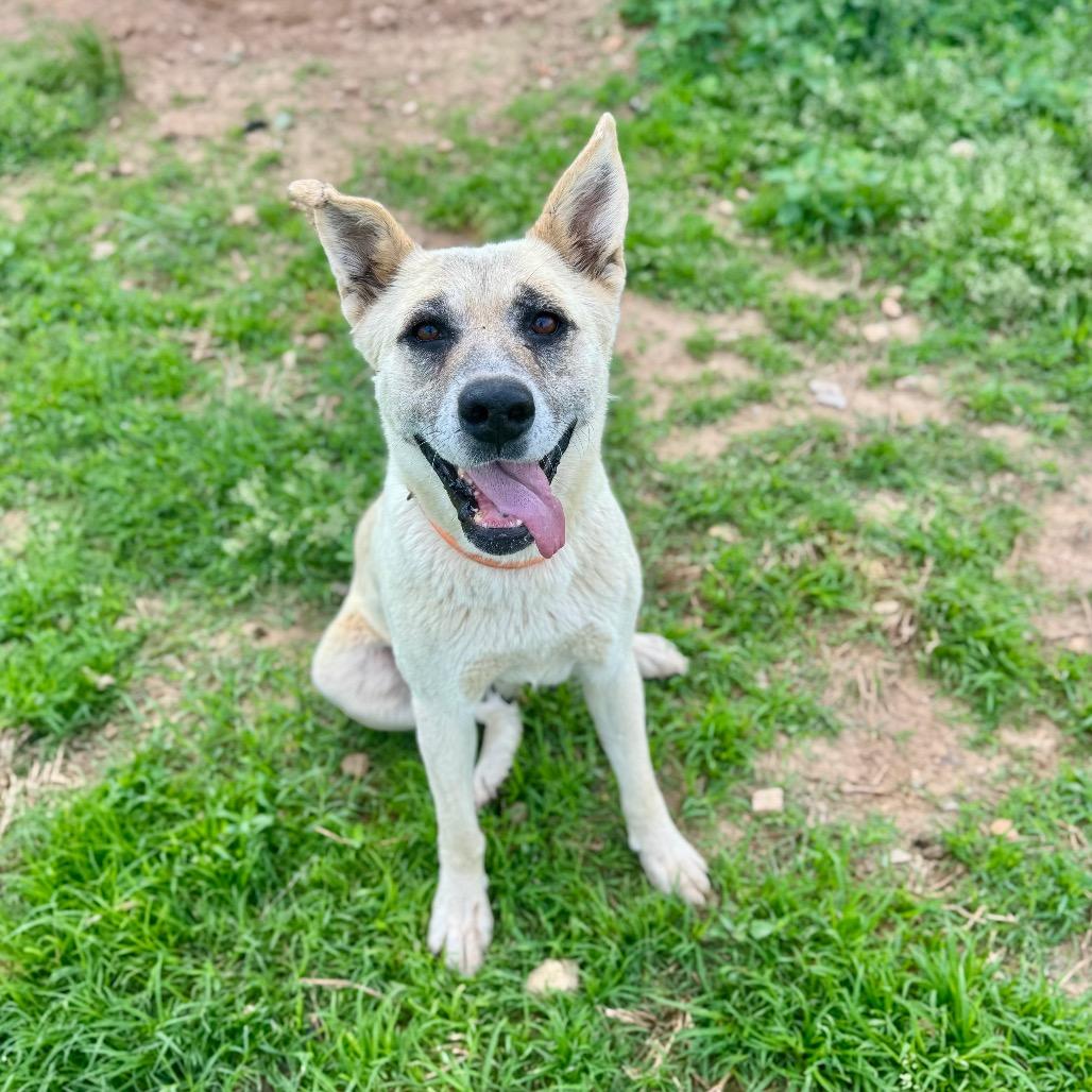 Enlarge Zulu, a Adoptable mixed breed in Huntsville, AL image 1/6