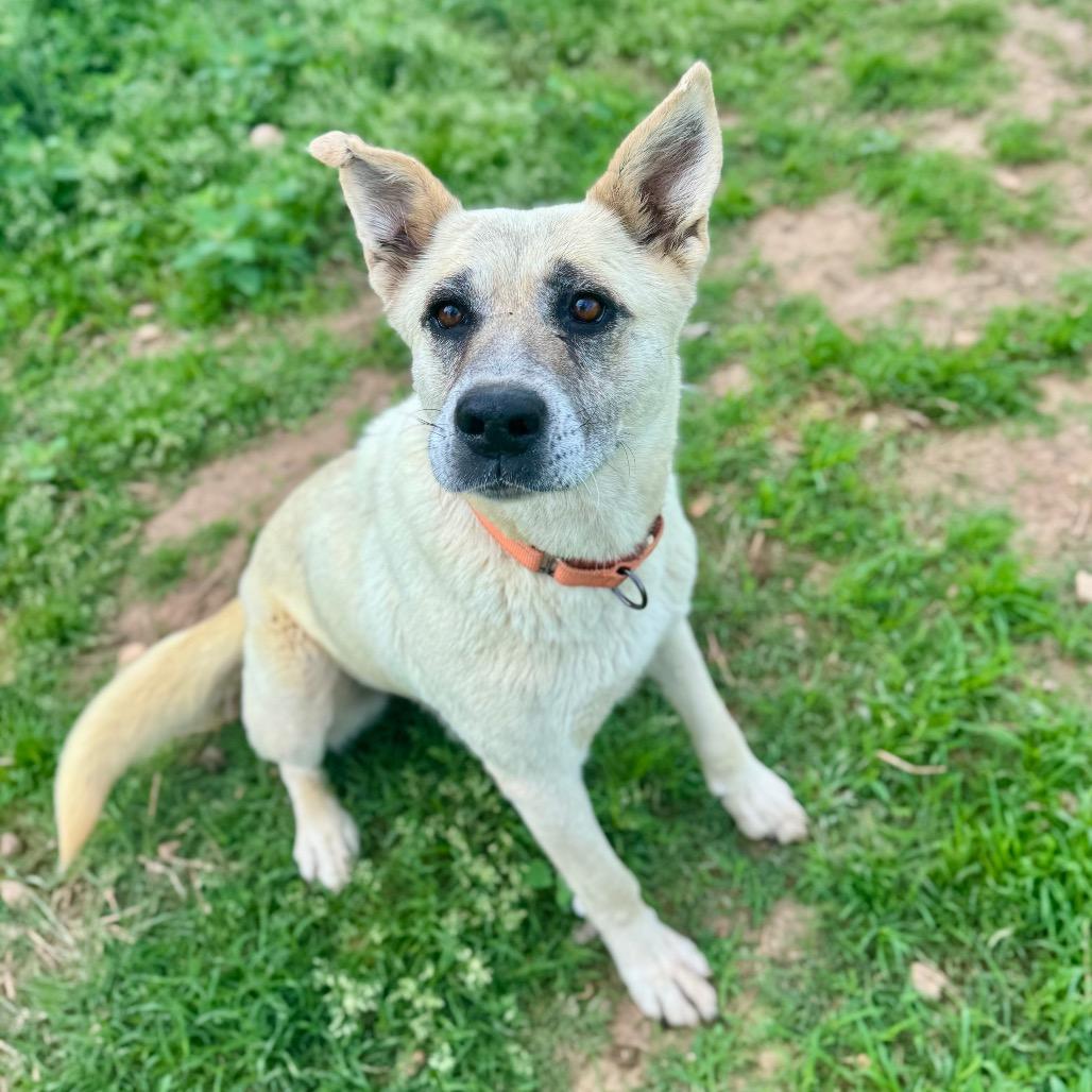 Enlarge Zulu, a Adoptable mixed breed in Huntsville, AL image 2/6